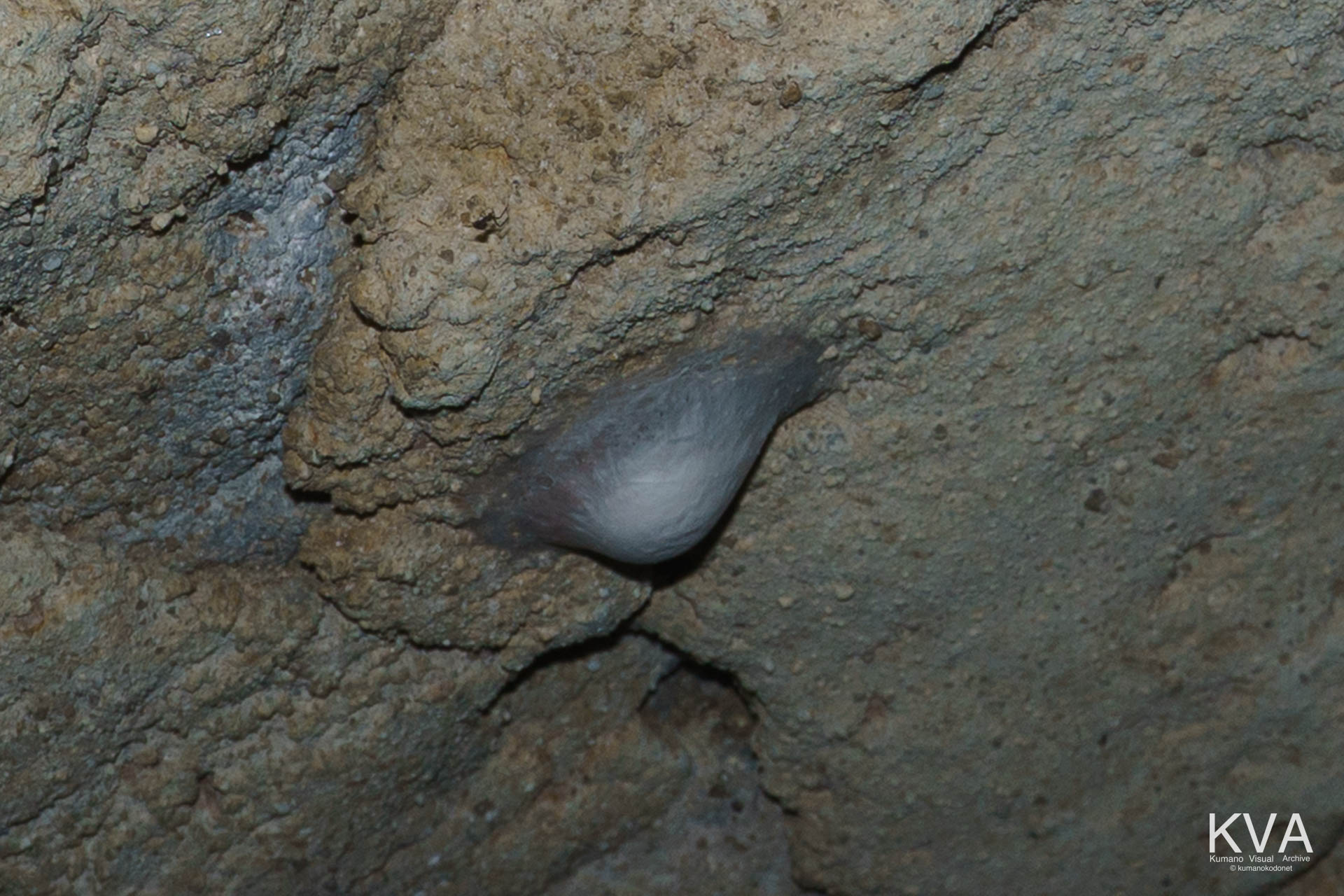 岩壁に付着した洞窟性生物の白い卵嚢
