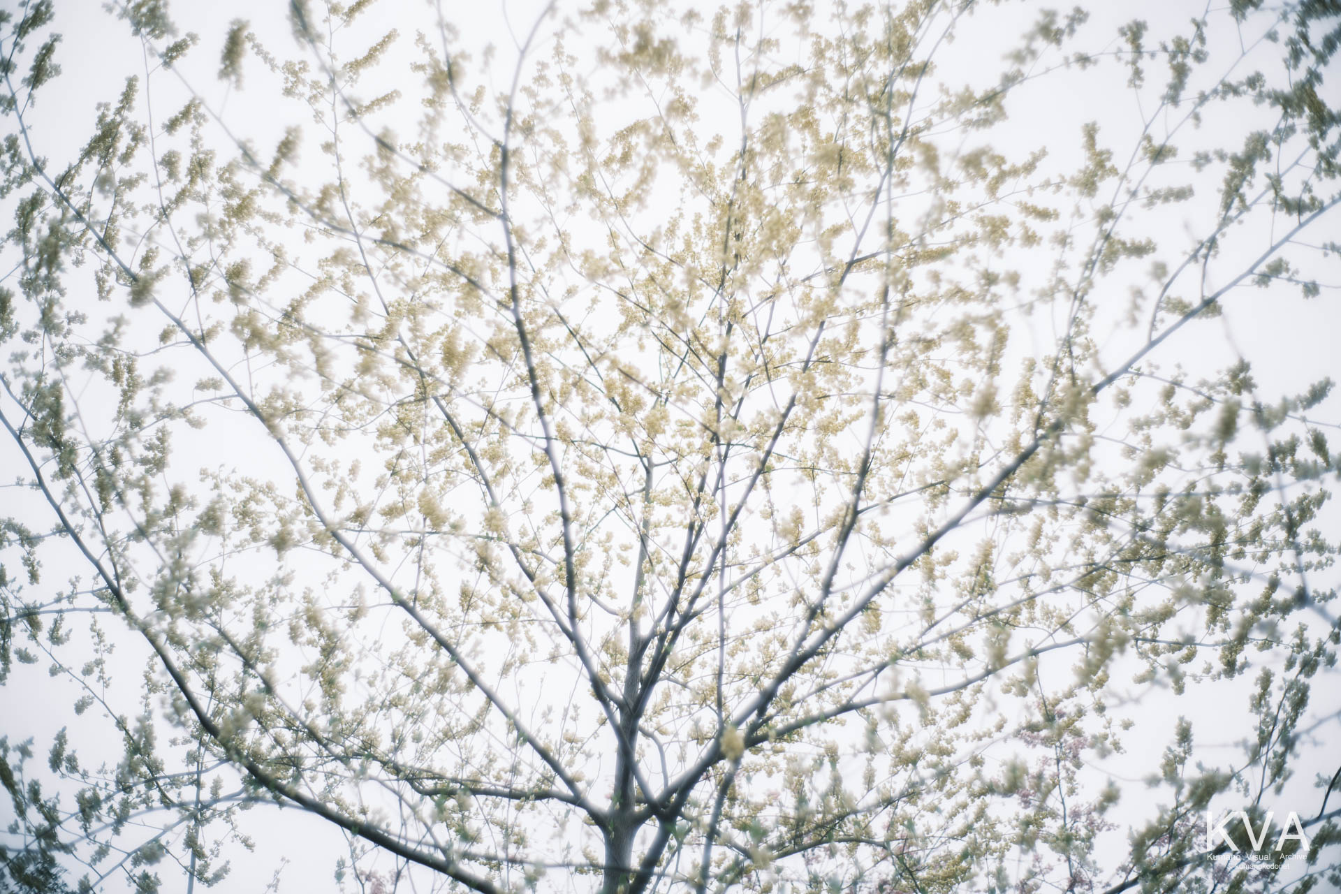 神内神社 古神殿 | 山頂に自生するアブラチャンの黄色い花 | 三重県紀宝町 | 2026 | KVA | kumanokodonet