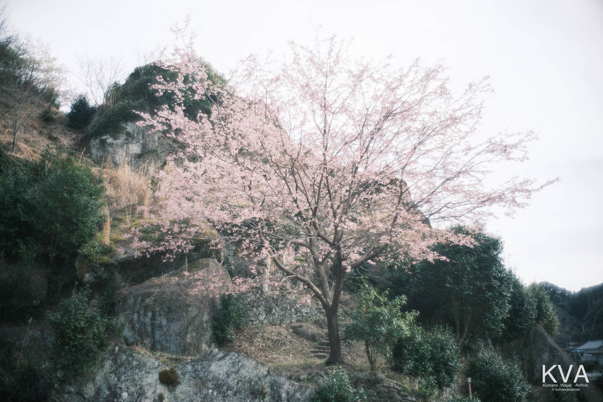 巨岩を背景に仰ぎ見る満開の桜