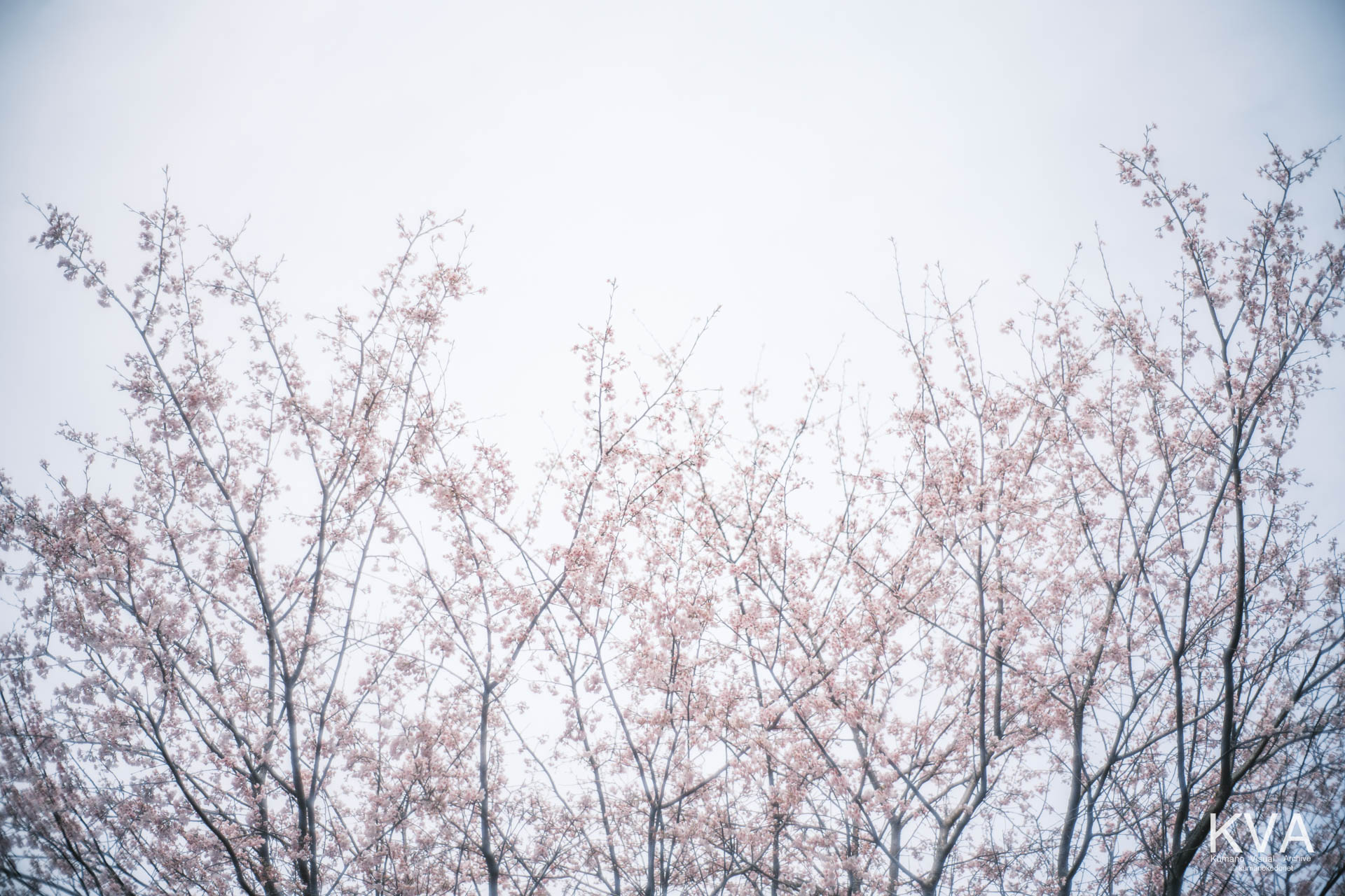 満開の桜越しに仰ぎ見る空