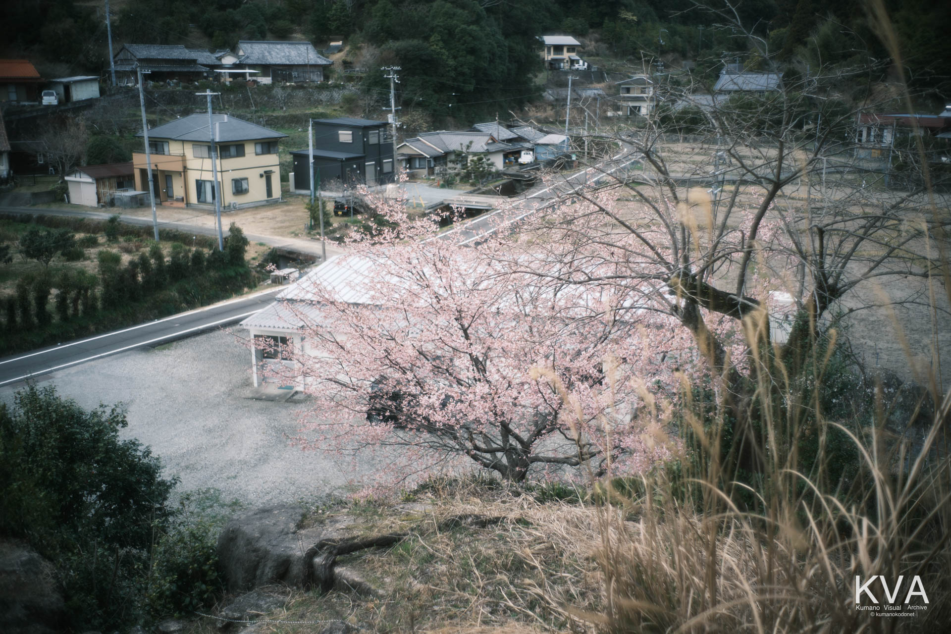 岩山上部から俯瞰する桜の樹冠と集落
