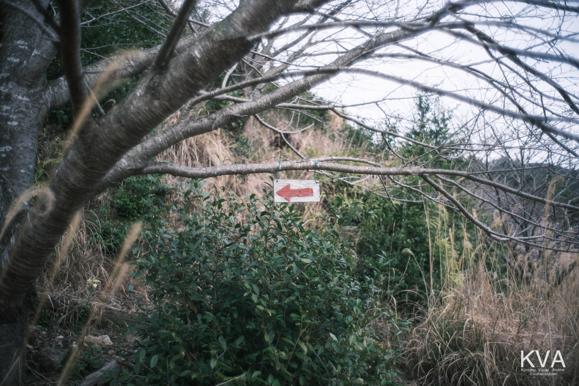 樹木に吊るされた手書きの赤い矢印看板