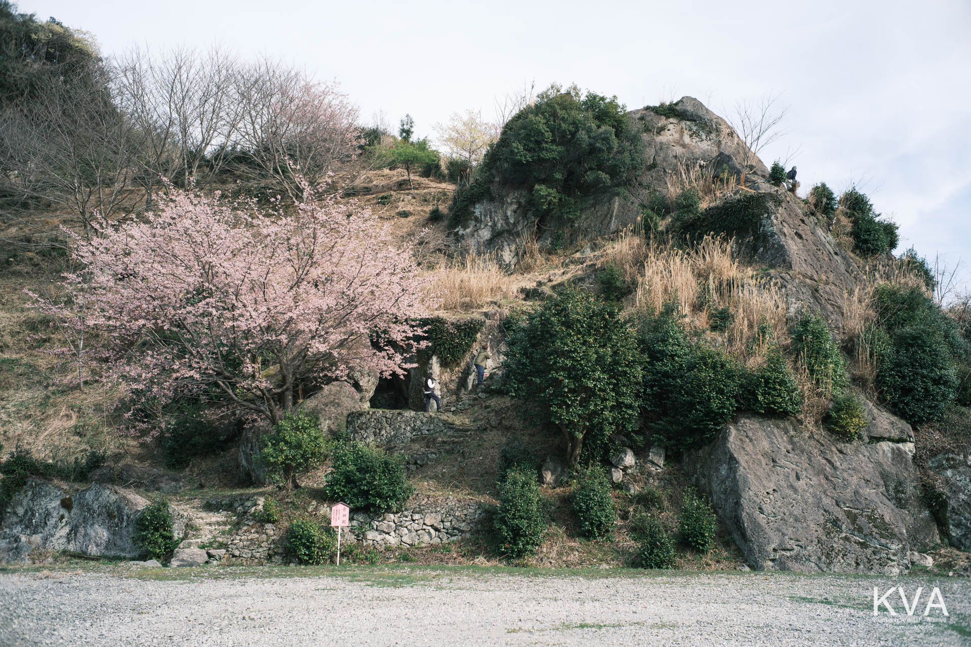 神内神社 古神殿 | 巨岩の山と満開の桜が並び立つ遠景 | 三重県紀宝町 | 2026 | KVA | kumanokodonet