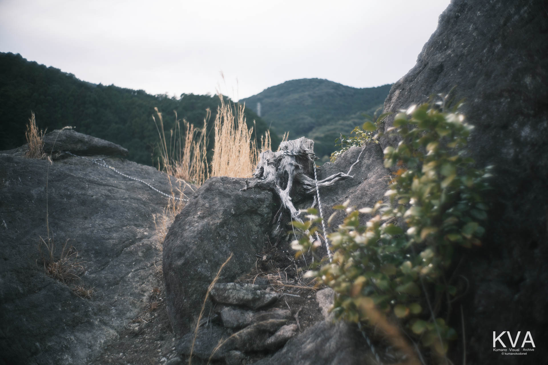 山頂の巨岩上に存在する一本の枯立木