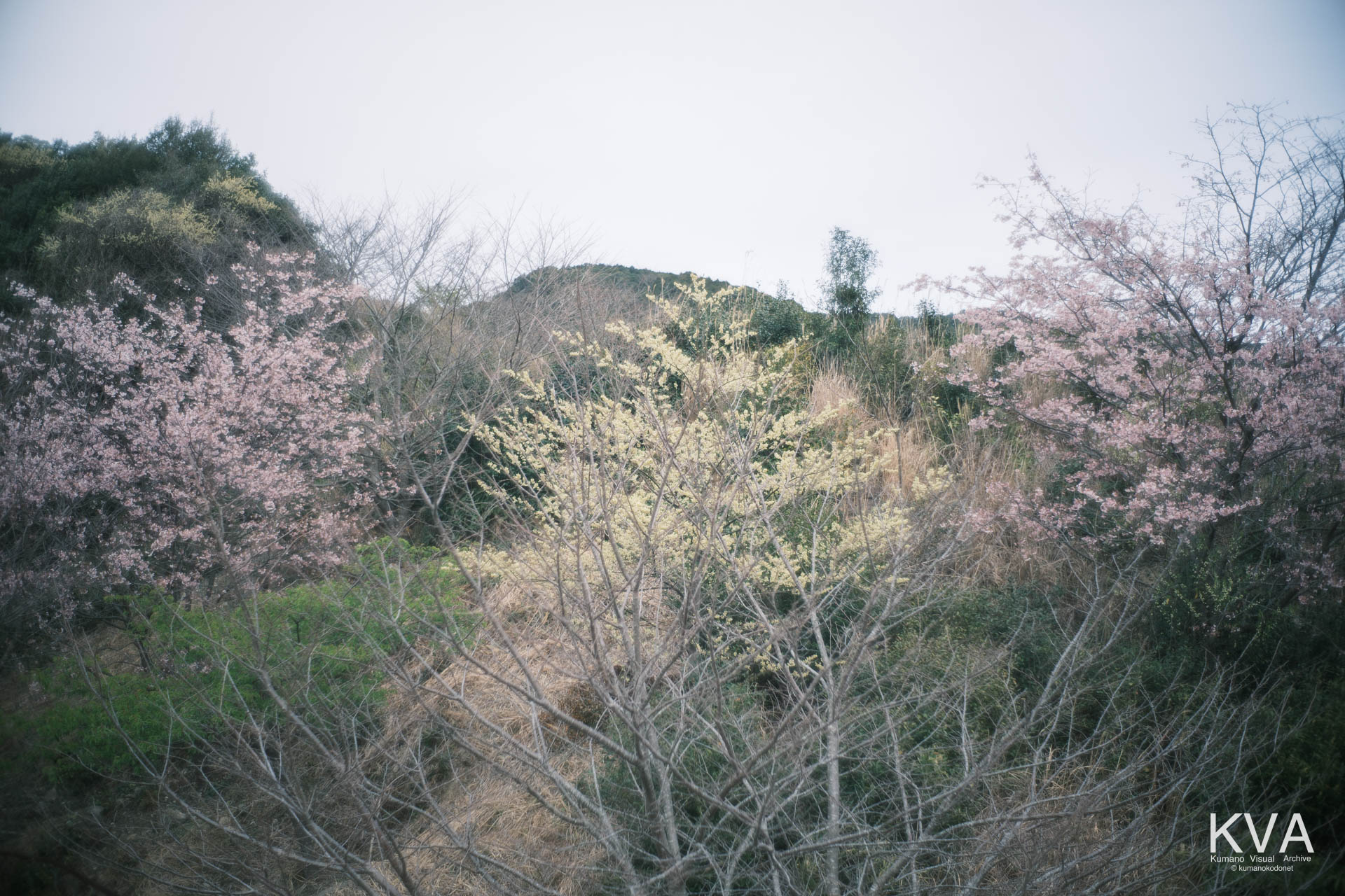 神内神社 古神殿 | 山頂に自生するヤマザクラとアブラチャンの花 | 三重県紀宝町 | 2026 | KVA | kumanokodonet