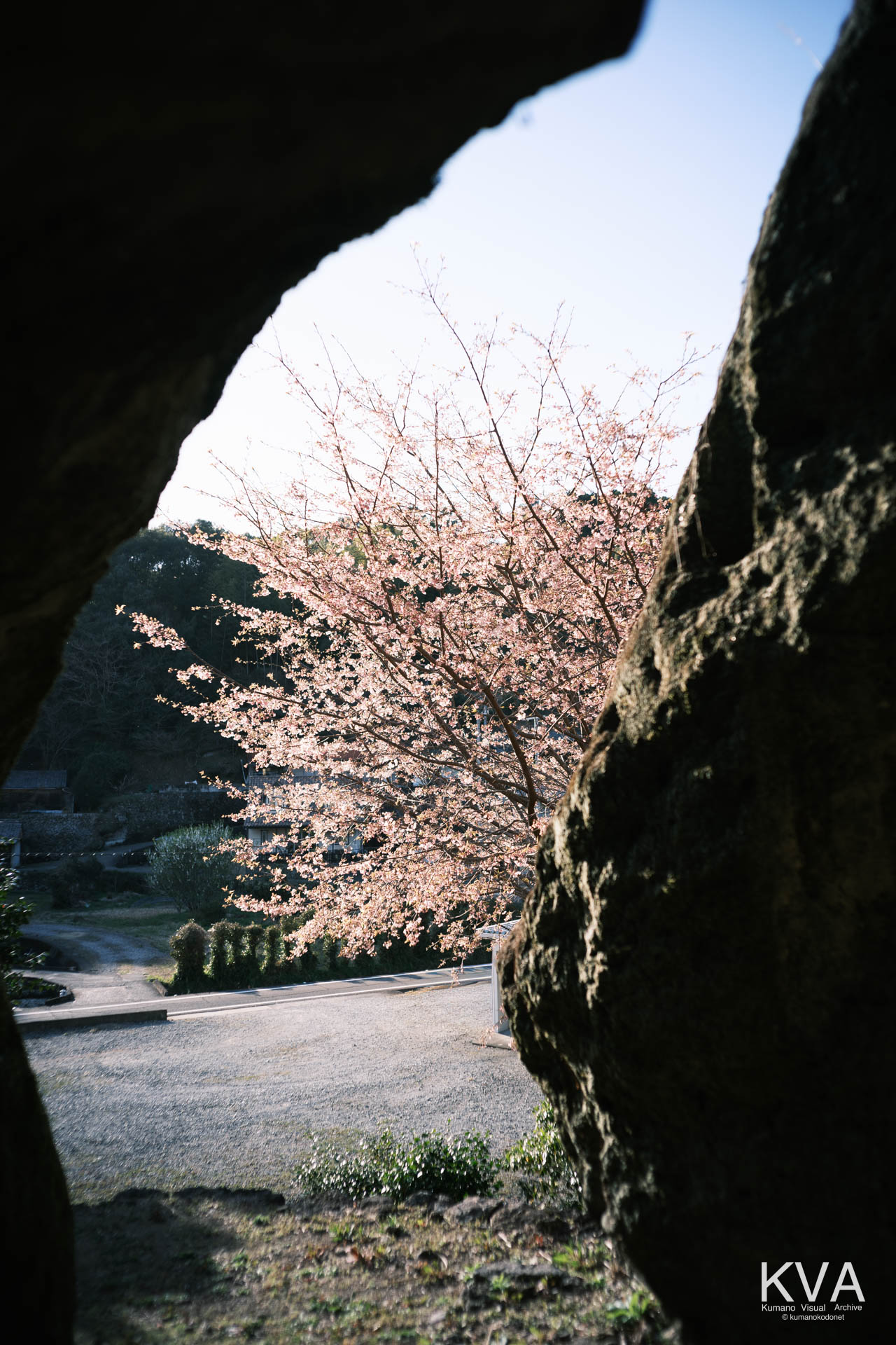 神内神社 古神殿 | 胎内から見る入口付近の桜 | 三重県紀宝町 | 2026 | KVA | kumanokodonet
