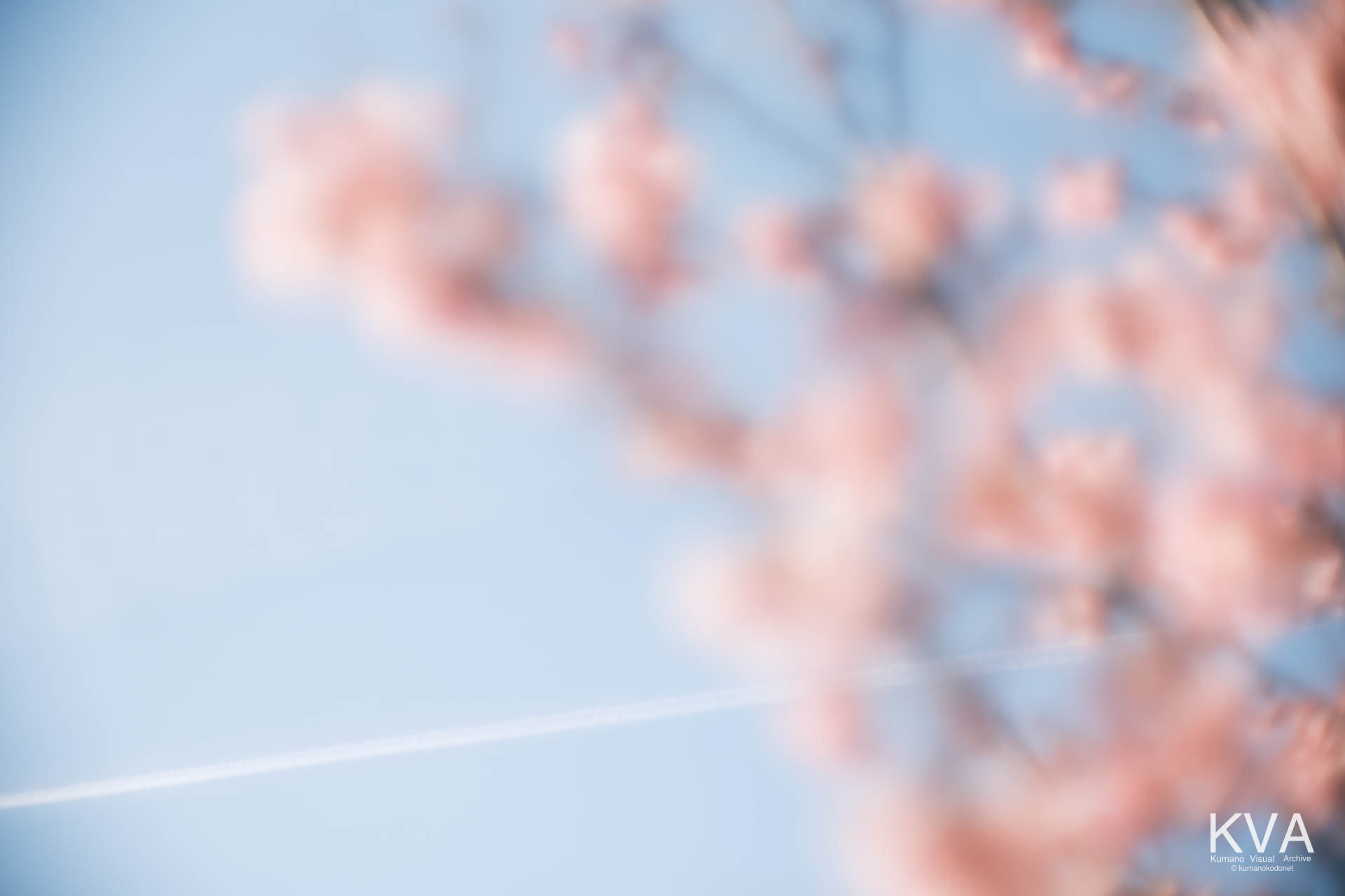 神内神社 古神殿 | 陽光桜と背後の飛行機雲 | 三重県紀宝町 | 2026 | KVA | kumanokodonet