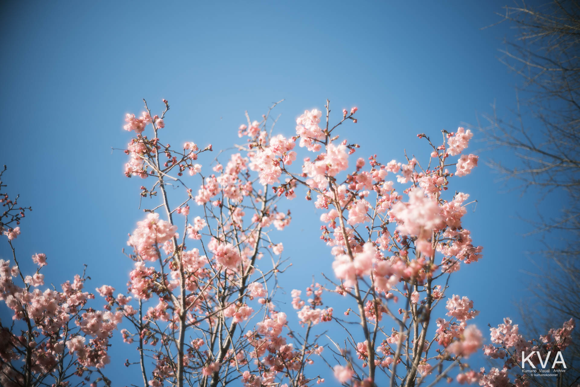 神内神社 古神殿 | 満開を迎えた鮮やかなピンク色の陽光桜(ヨウコウザクラ) | 三重県紀宝町 | 2026 | KVA | kumanokodonet