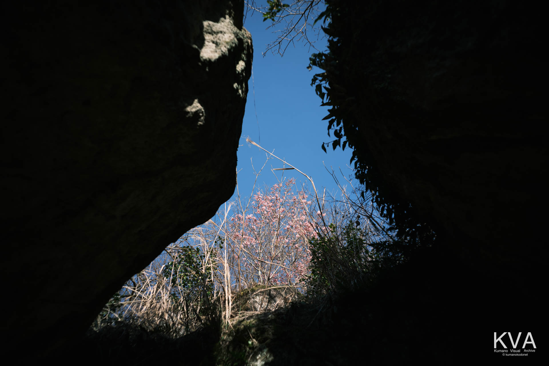巨岩内部から仰ぎ見る陽光桜