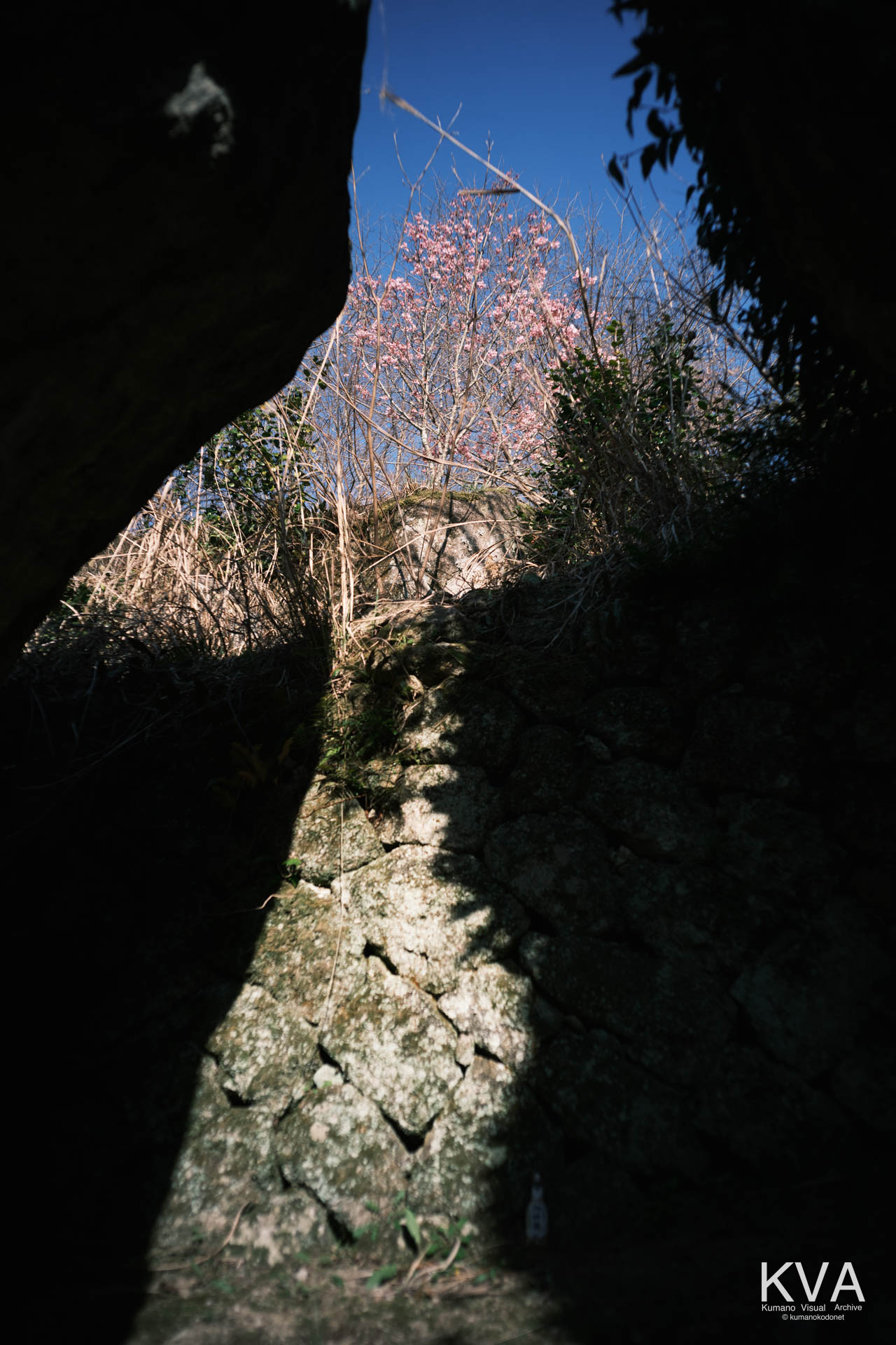 神内神社 古神殿 | 胎内から外の世界へと繋がる、巨岩の裂け目と陽光桜の共演 | 三重県紀宝町 | 2026 | KVA | kumanokodonet