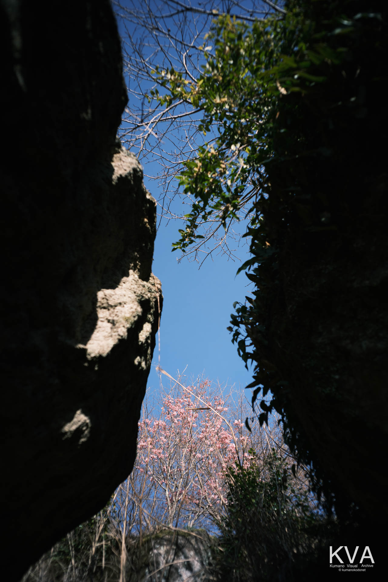 神内神社 古神殿 | 胎内めぐりを彷彿とさせる巨岩の隙間から、鮮やかに咲き誇る陽光桜 | 三重県紀宝町 | 2026 | KVA | kumanokodonet