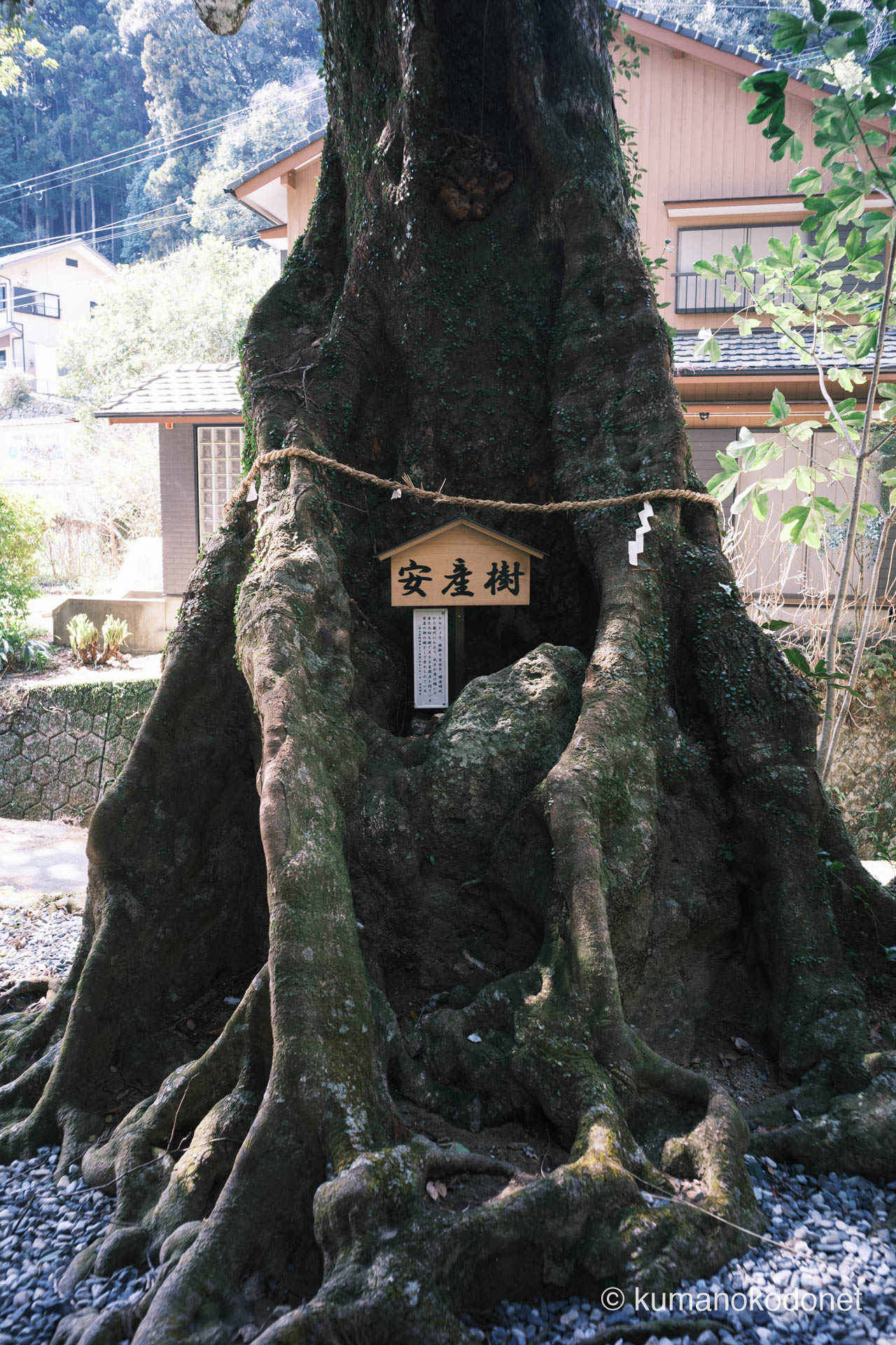 神内神社 | 御神木「安産樹」の傍らに新設された解説案内板 | 三重県紀宝町 | 2026 | KVA | kumanokodonet