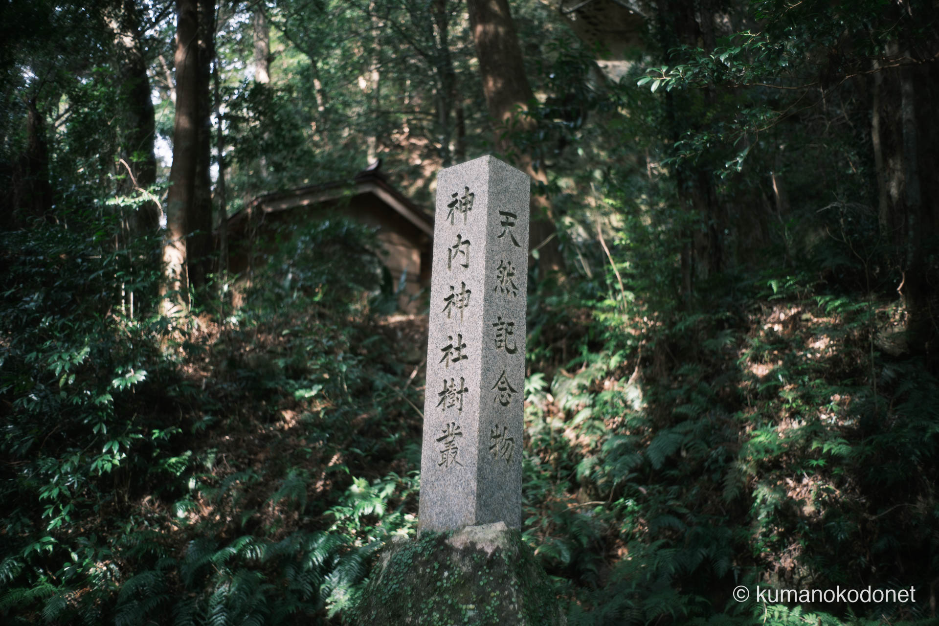 神内神社 | 国の天然記念物「神内神社樹叢」を示す磨かれた石碑 | 三重県紀宝町 | 2026 | KVA | kumanokodonet