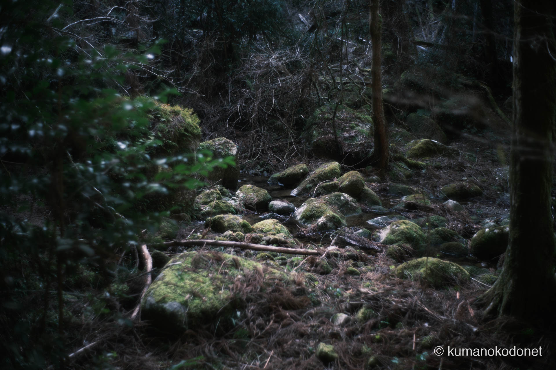 川床に土砂が堆積して形成された中洲。かつての清流が失われつつある現場。桑ノ木渓谷にて。 ｜ Kuwanoki Valley, Shingu, Wakayama ｜ GFX Classic Neg. ｜ 2026