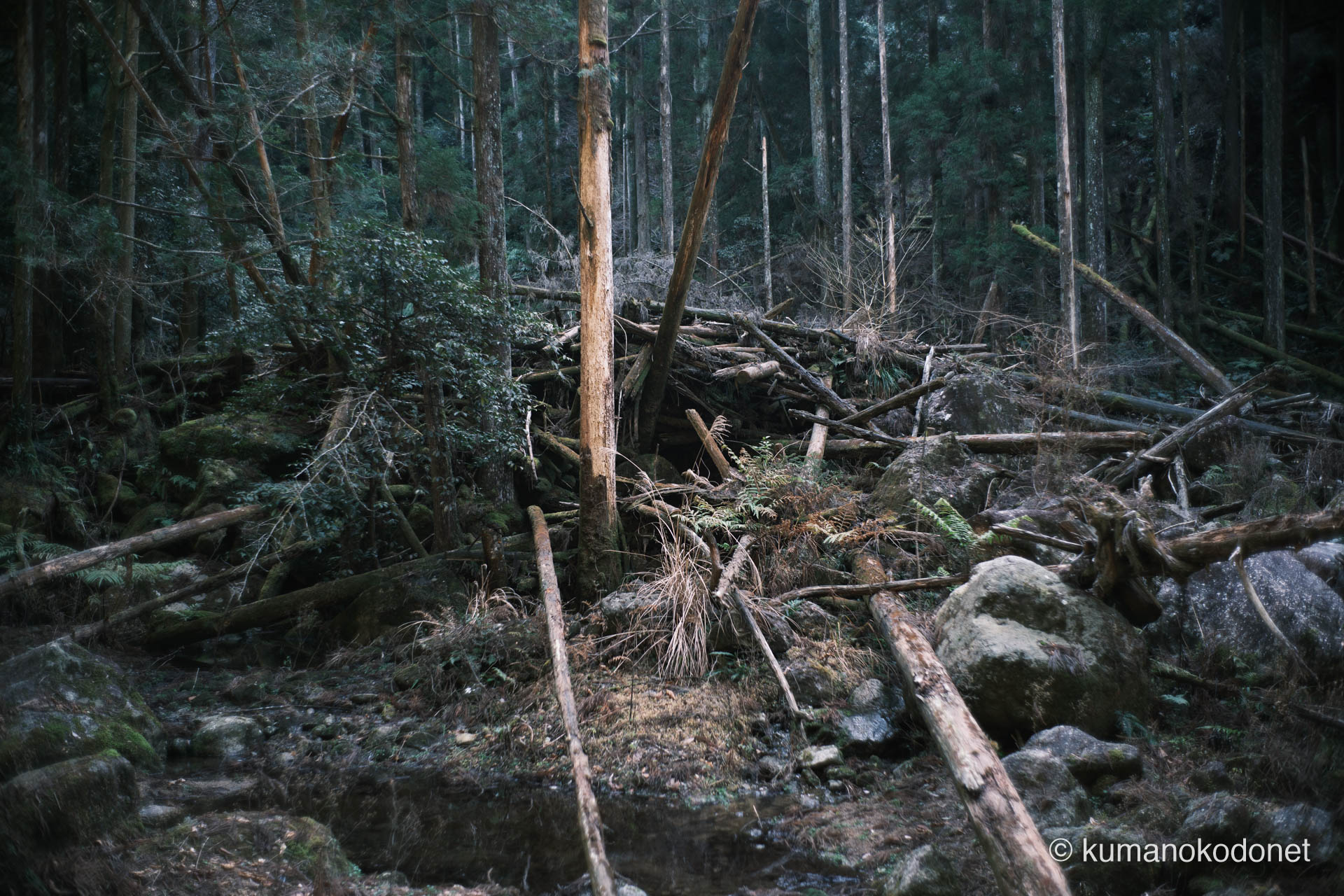 中流域に堆積した土砂と倒木