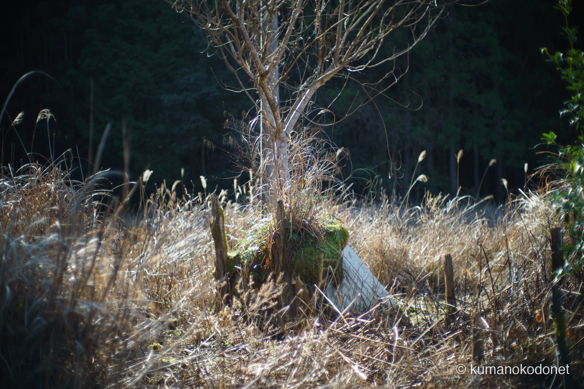 入口付近におけるススキの群生と周辺環境