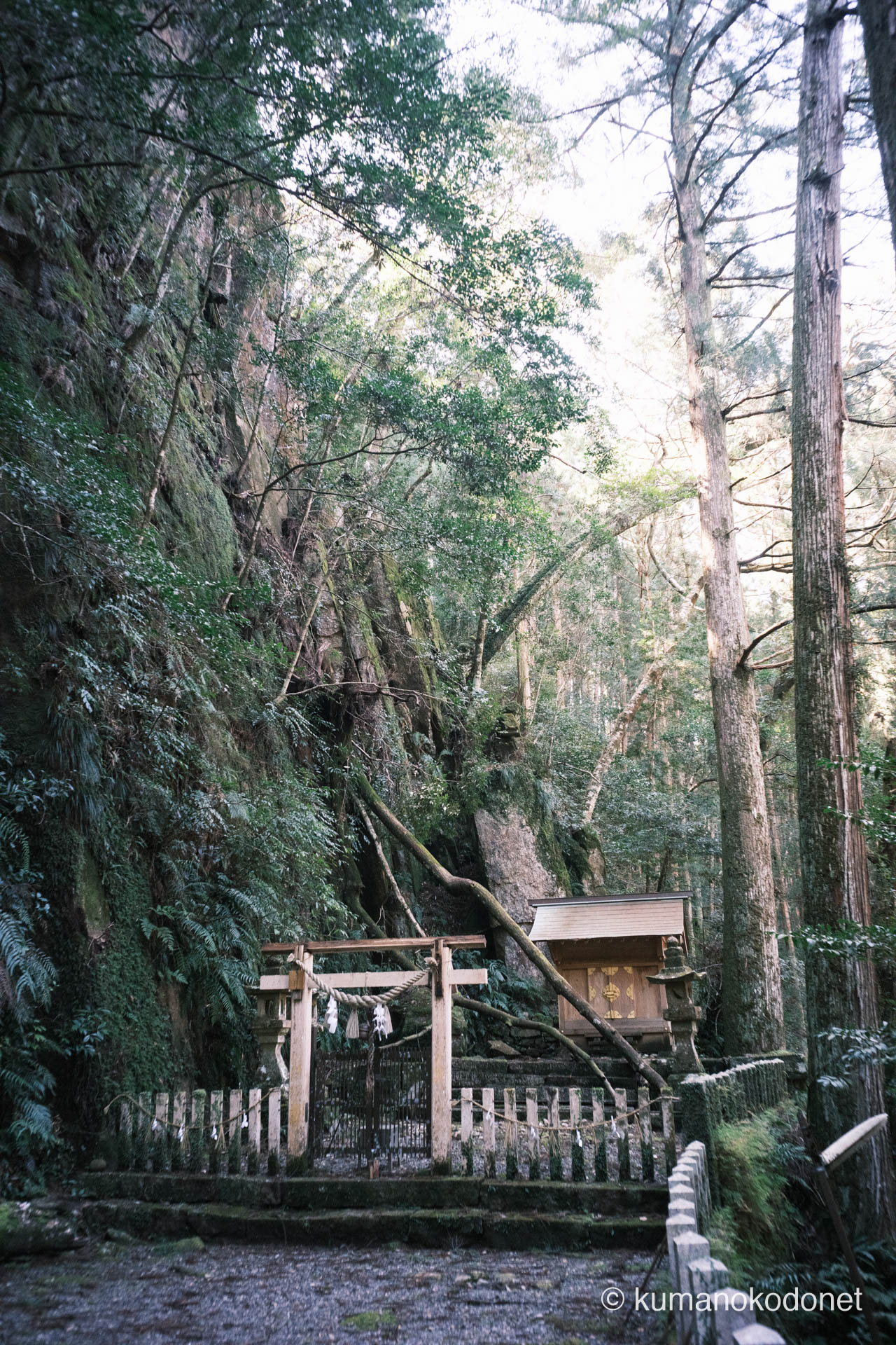 苔むした岩壁と深い杉林に抱かれた社殿。渓谷へと続く静謐な聖域。相賀八幡神社にて。 ｜ Ouga Hachiman Jinja, Shingu, Wakayama ｜ GFX Classic Neg. ｜ 2026