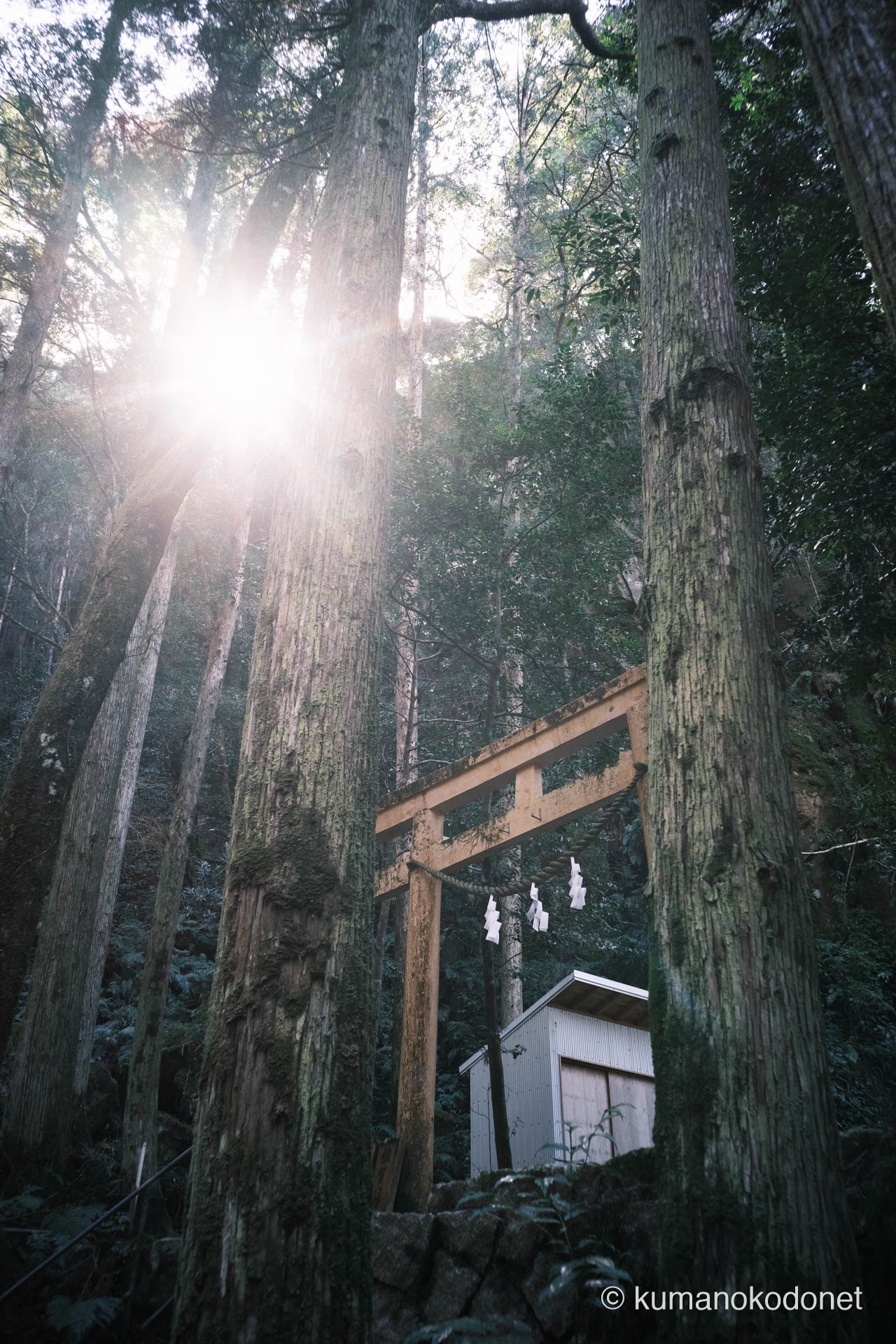 巨木の間から差し込む光に照らされた相賀八幡神社の鳥居