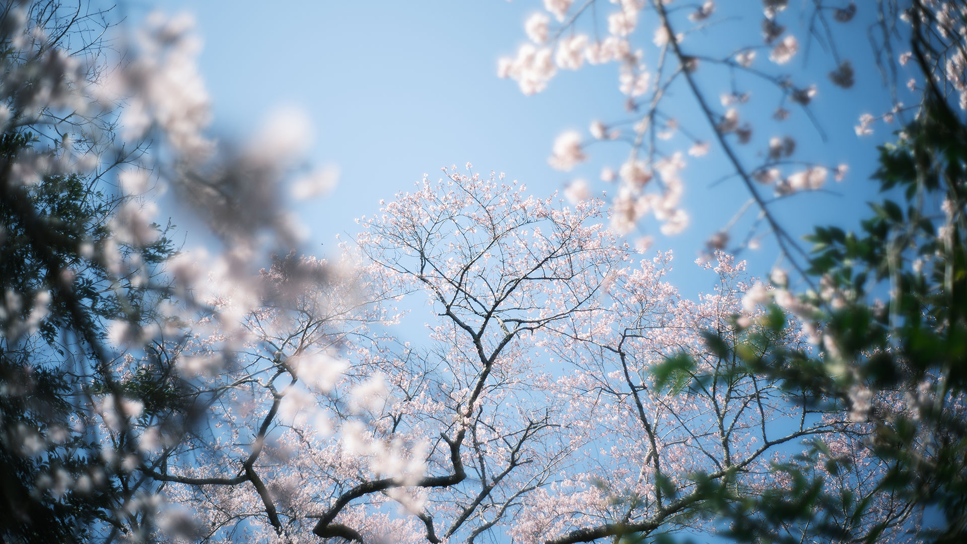 相筋の桜 ｜ 暗い森の木立を額縁に見立てた満開の桜枝の仰ぎ ｜ 和歌山県新宮市 ｜ 2026 ｜ KVA ｜ kumanokodonet
