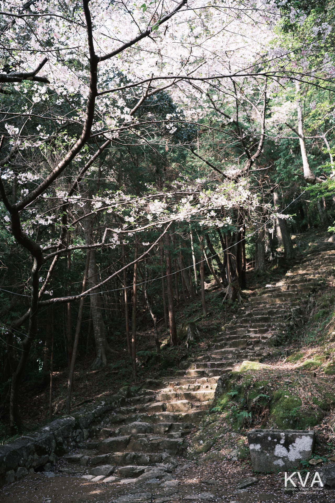 火神社のそばに咲く桜の木