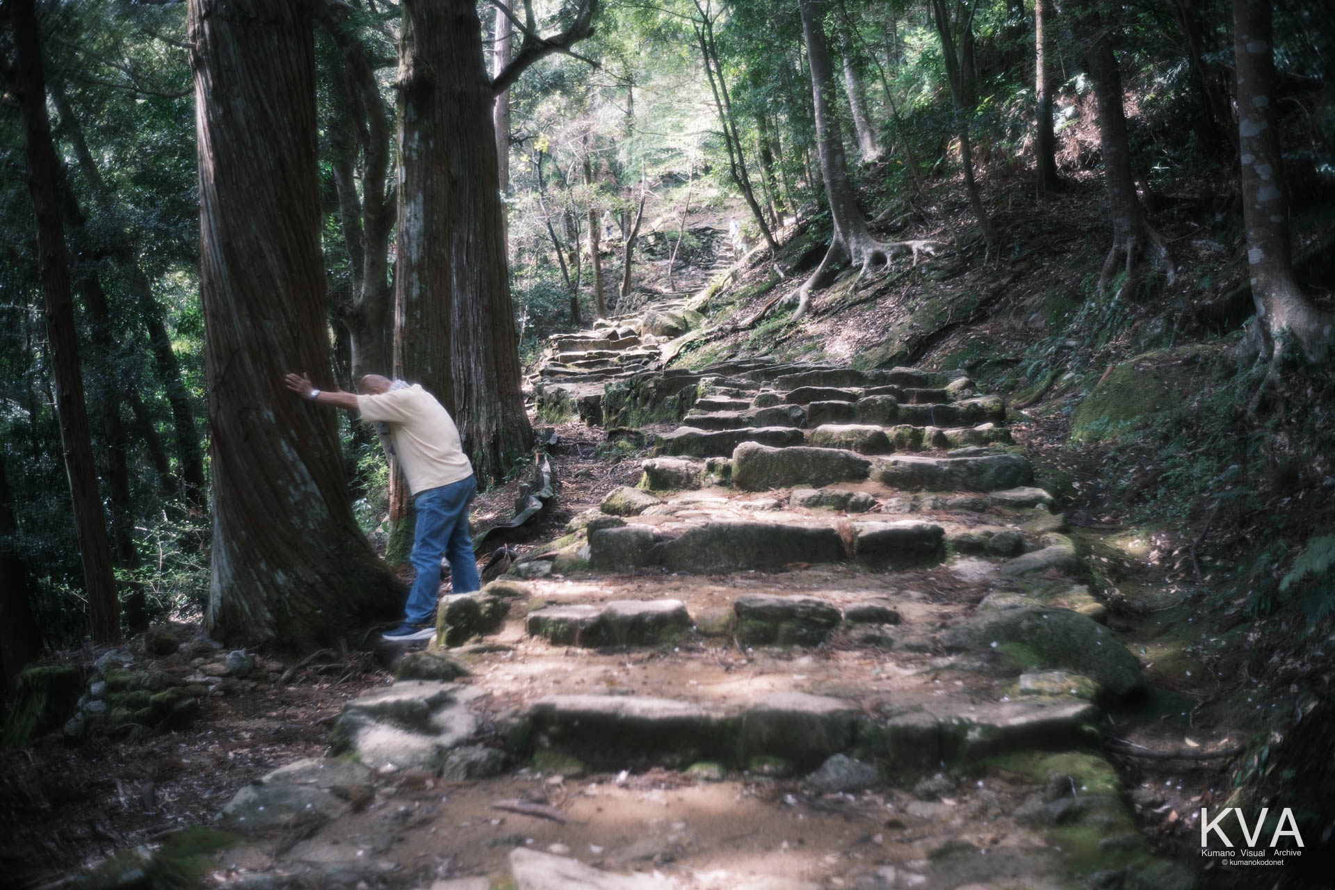 参道脇の巨木の幹に触れる男性の後ろ姿