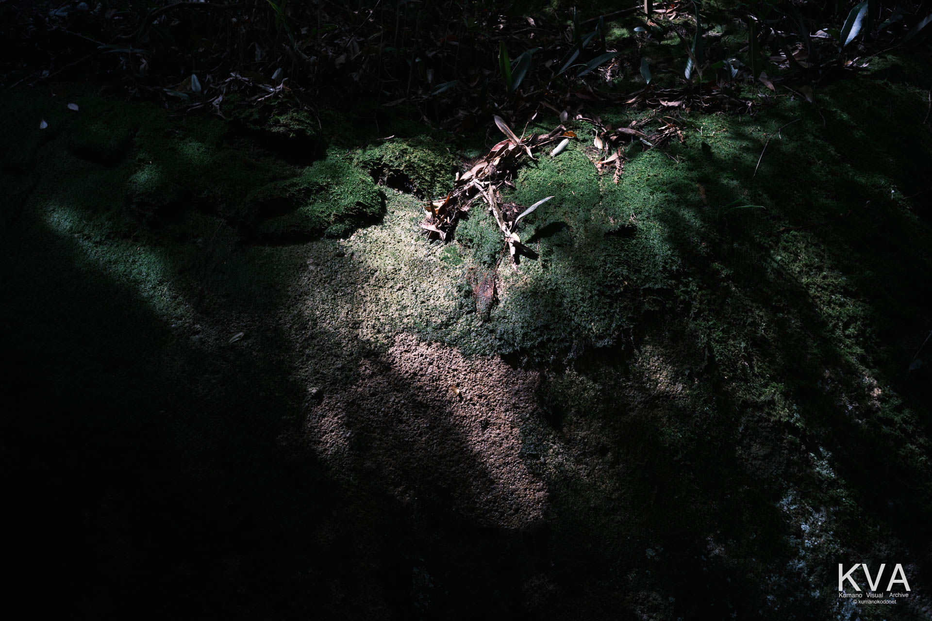 苔むした巨石の岩肌に差す光