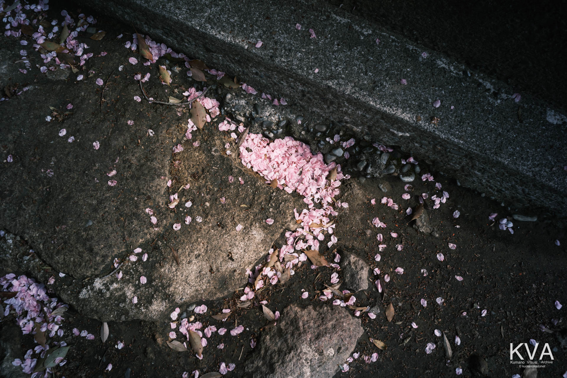 石畳の上に積もった桜の花びら