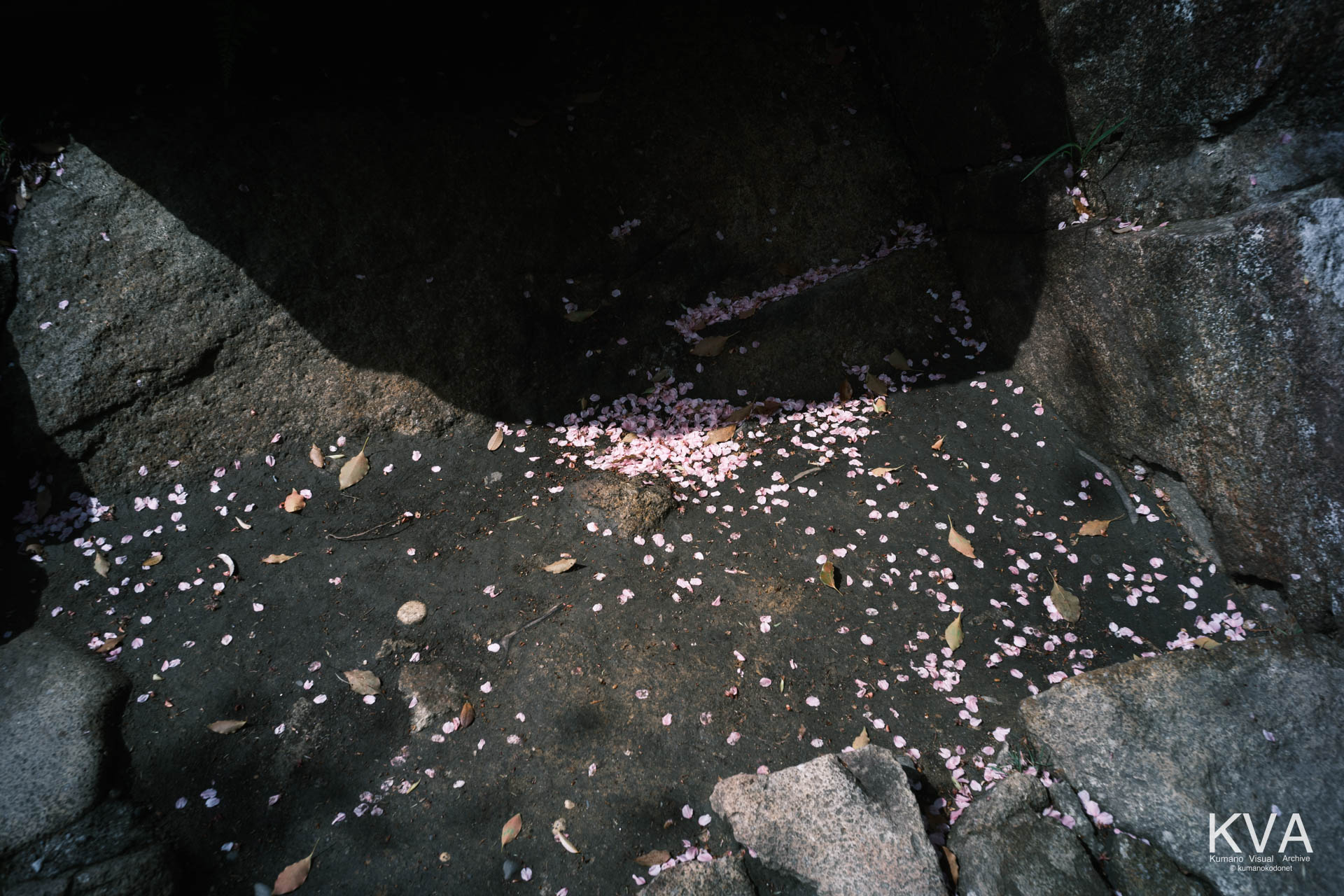 巨石のふもとに積もった桜の花びら
