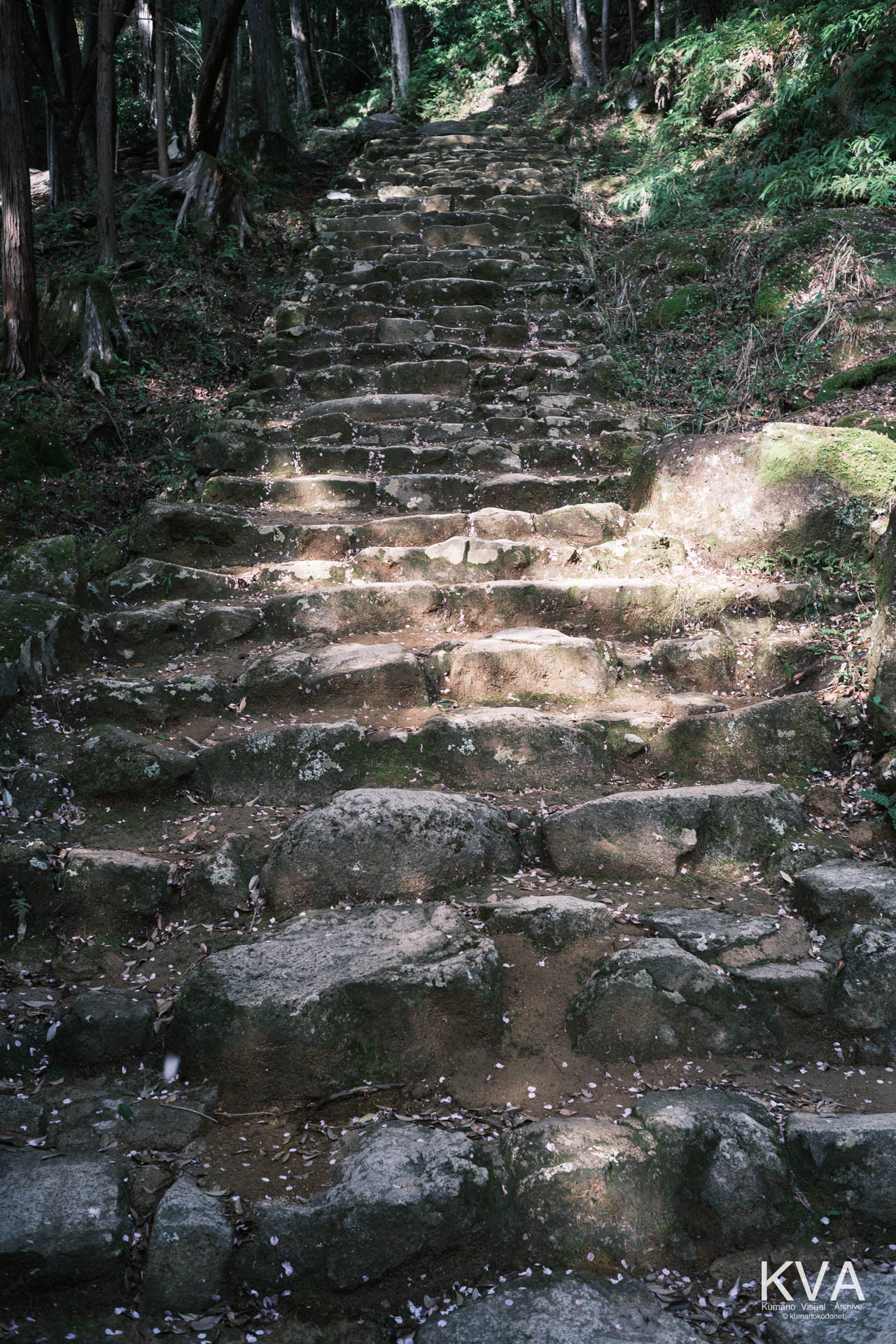 火神社のそばの石段に散り落ちた桜の花びら