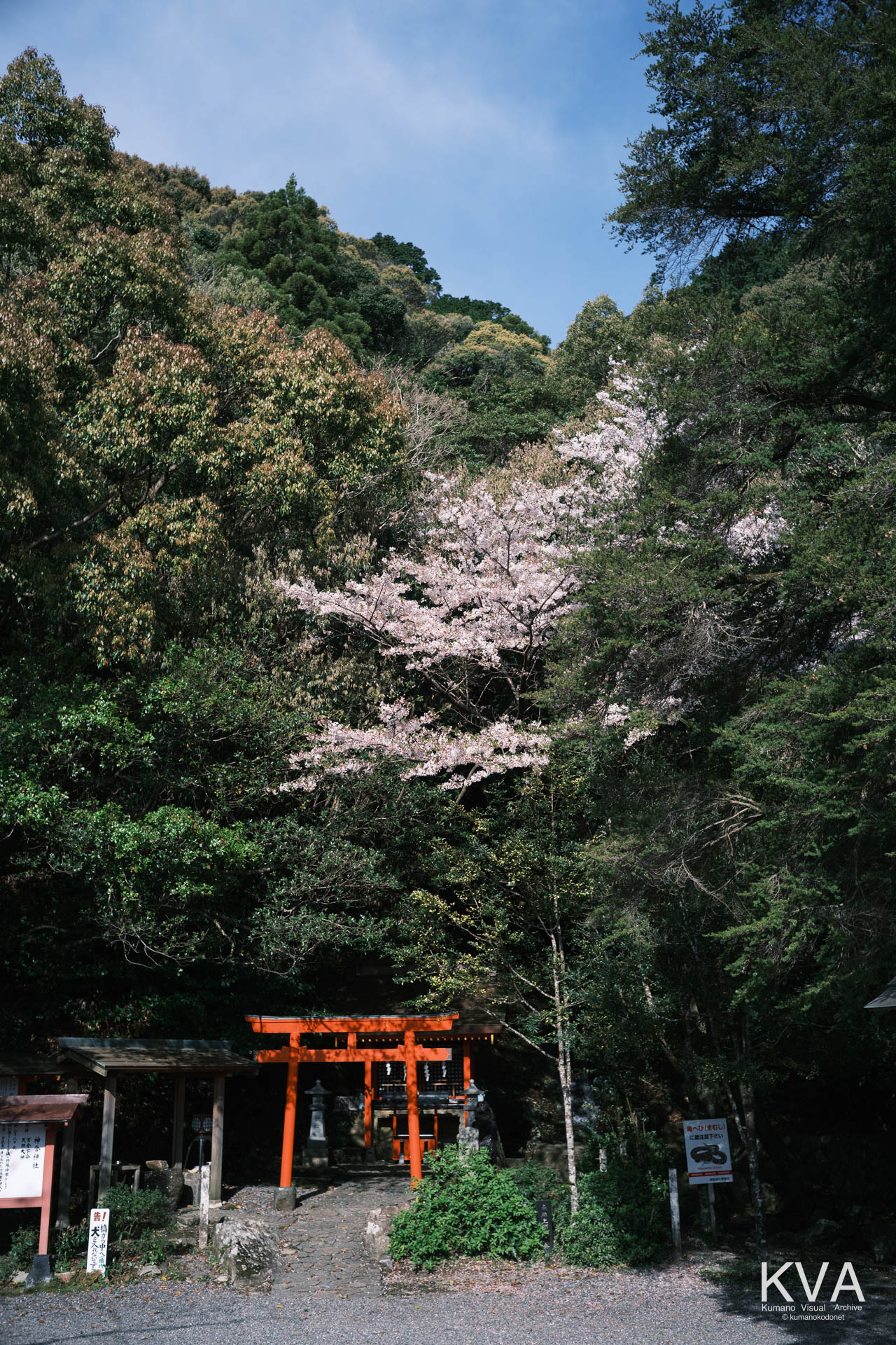 神倉三宝荒神社の社殿と、その傍らに咲く桜