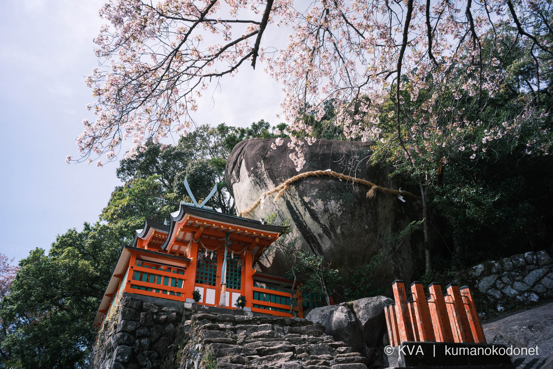 神倉神社の社殿、御神体であるゴトビキ岩、手前に桜