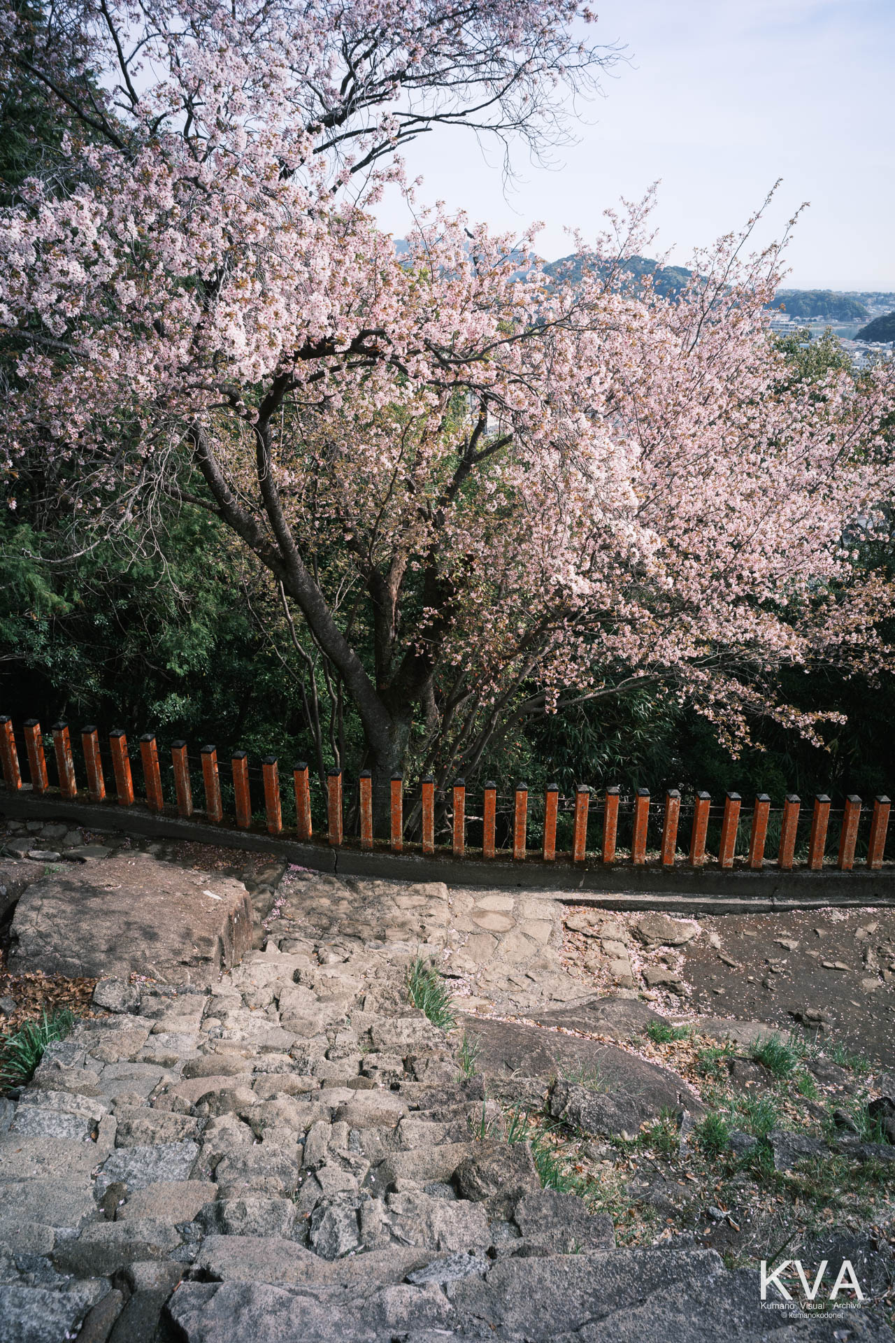 石段の上部から見下ろした、社殿周辺に咲く桜