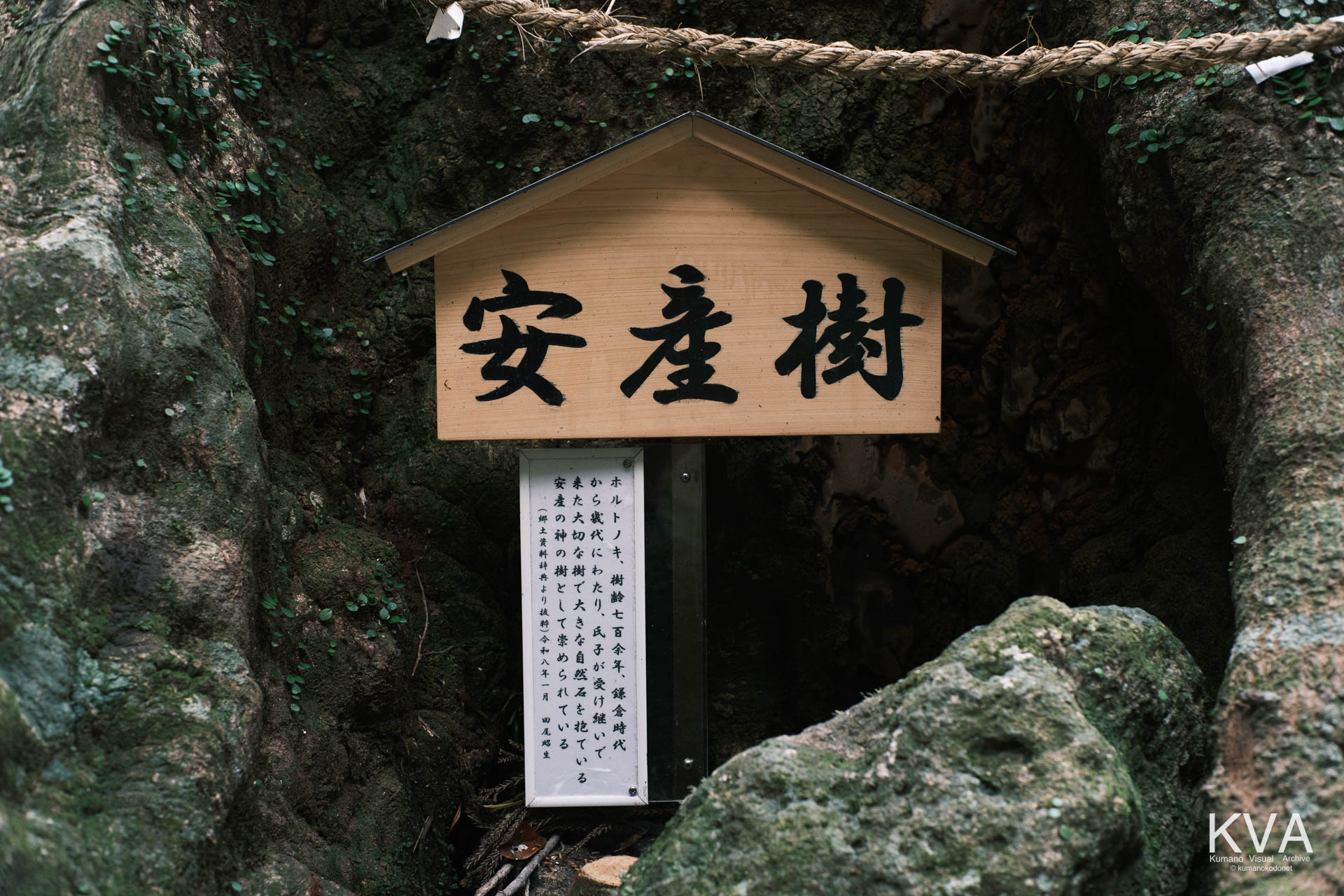 「安産樹」の墨書き看板と案内板