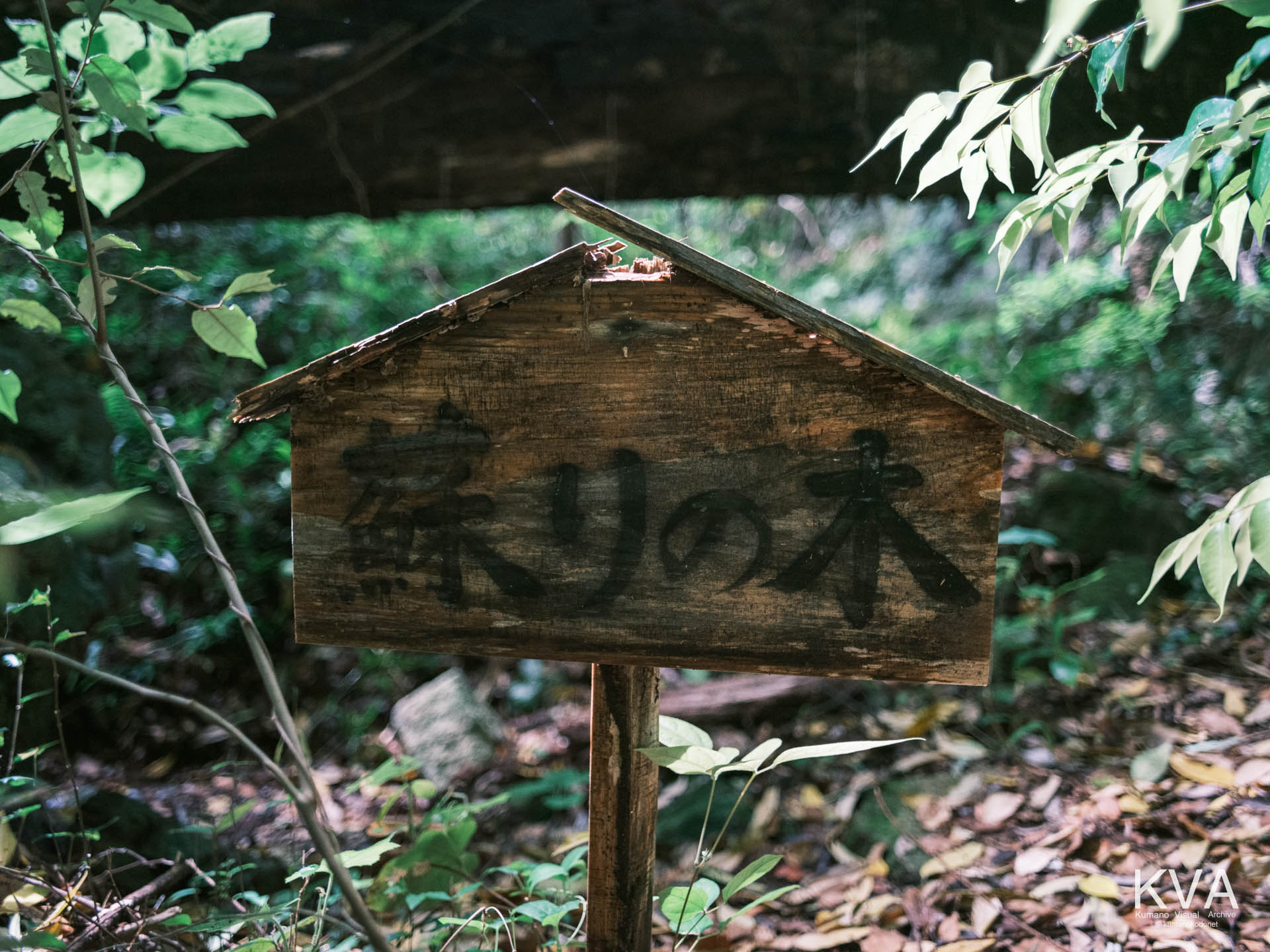 拝殿脇に立てられた「蘇りの木」の木製看板
