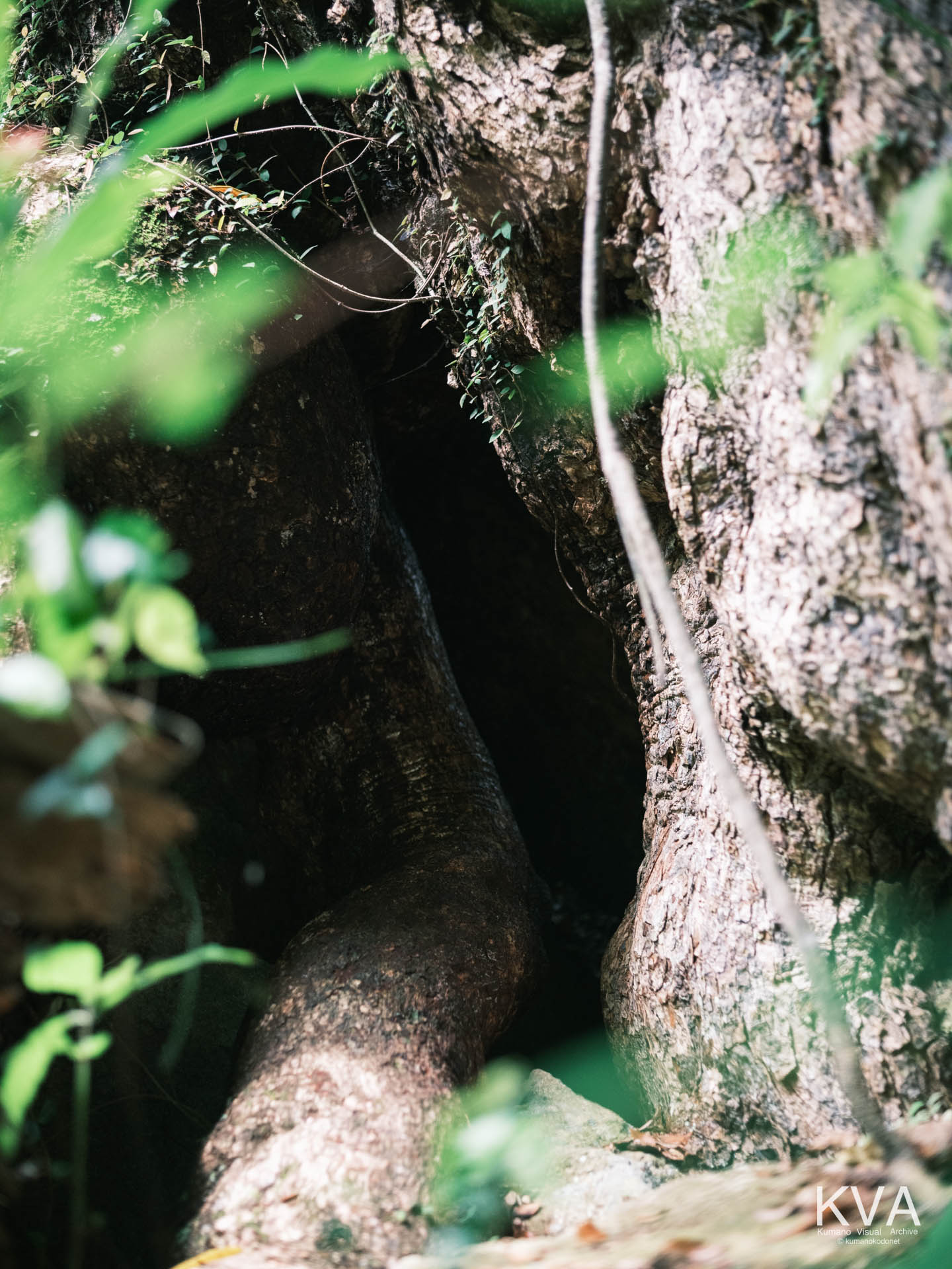 蘇りの木（クスの大樹）の幹の空洞（胎内くぐり）を正面から望む