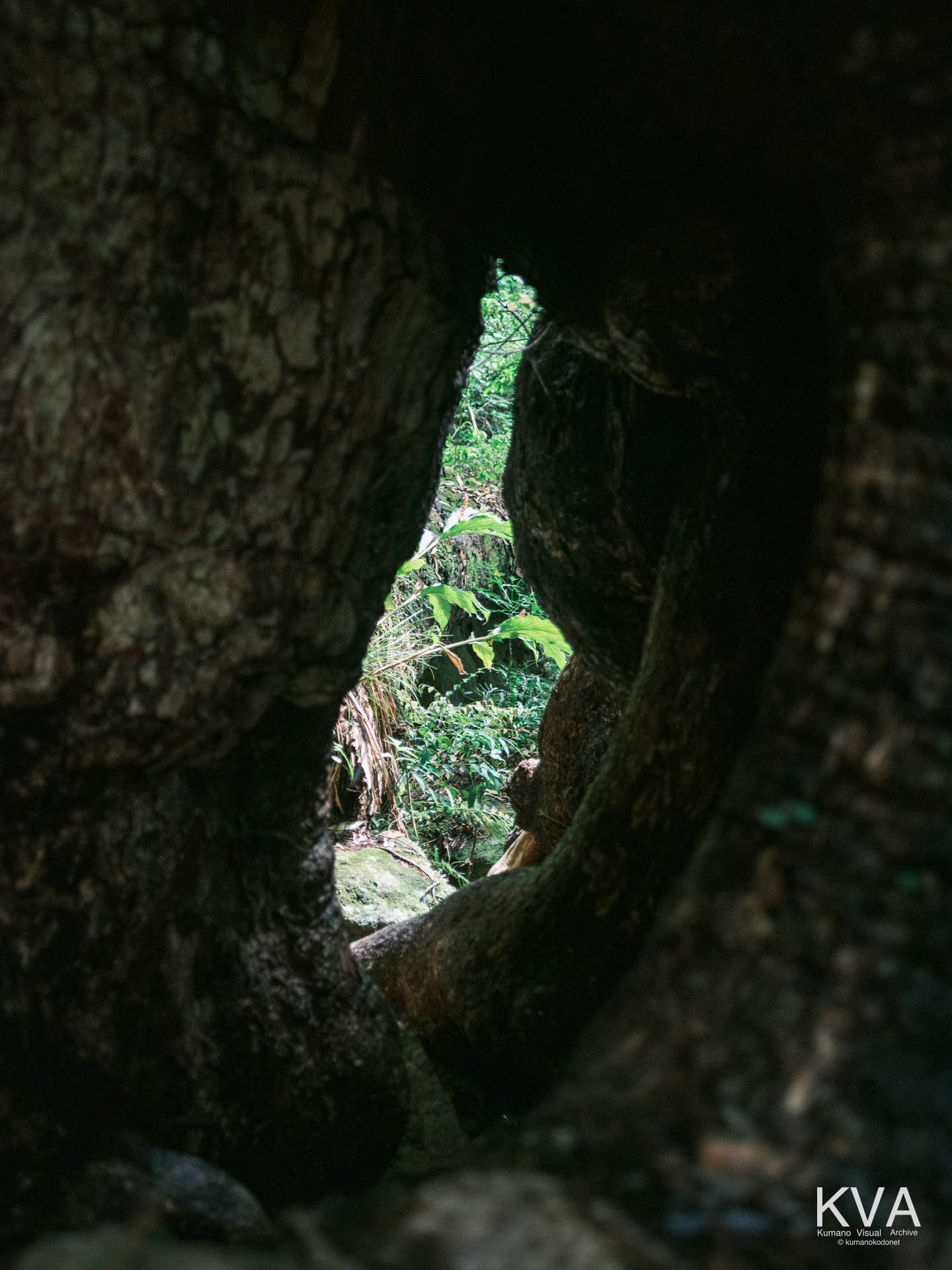 蘇りの木（クスの大樹）の幹の空洞（胎内くぐり）を幹の内側から撮影。穴から差し込む光と緑