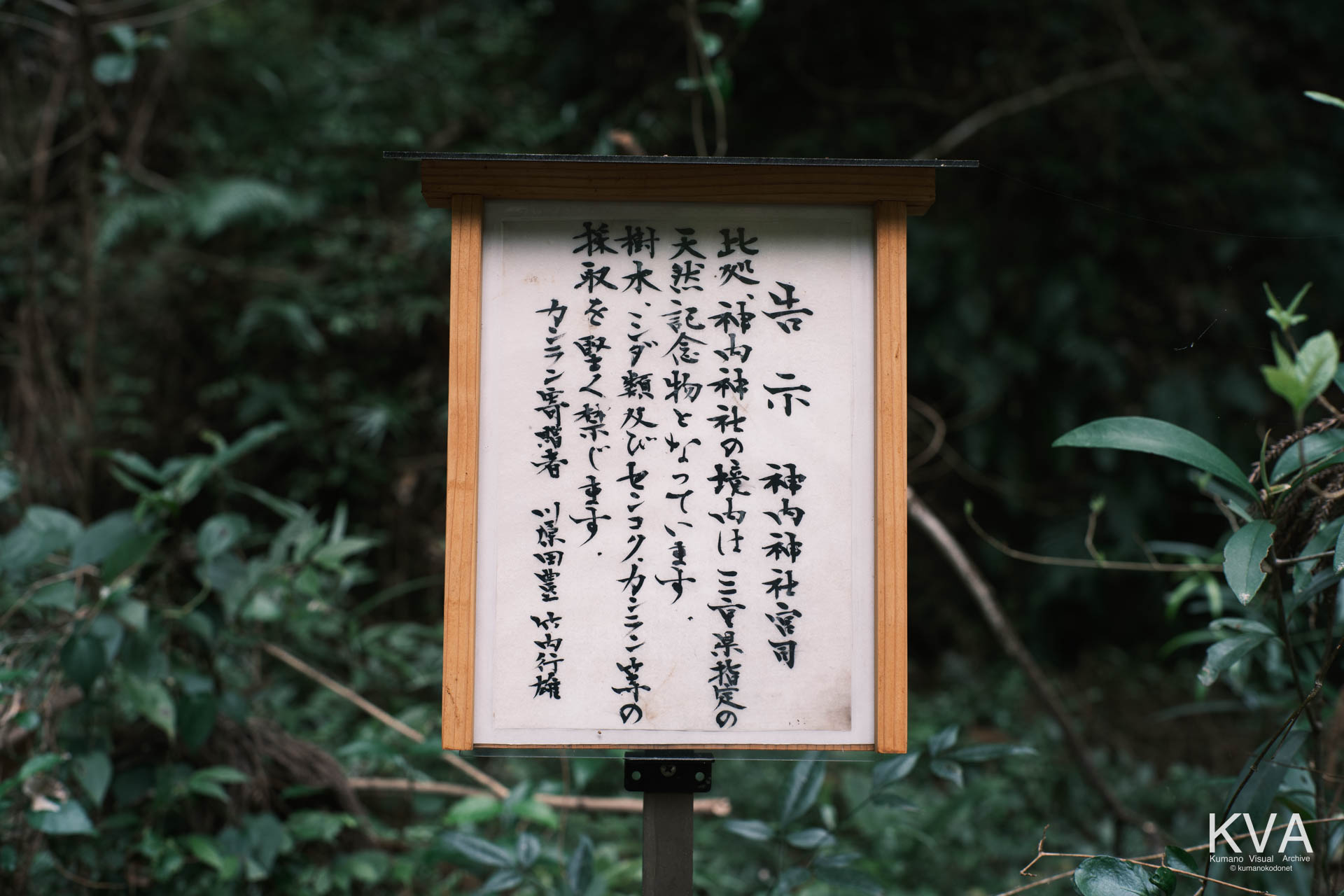 参道入口付近に設置された「天然記念物保護」を告示する毛筆書きの木製掲示板