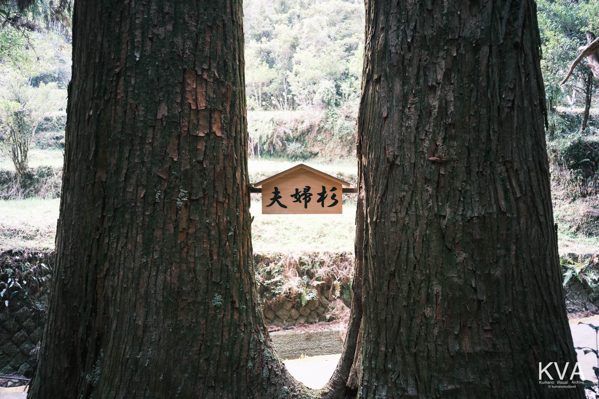 参道の傍らで根元が一体化した夫婦杉と、そこに掲げられた木製看板