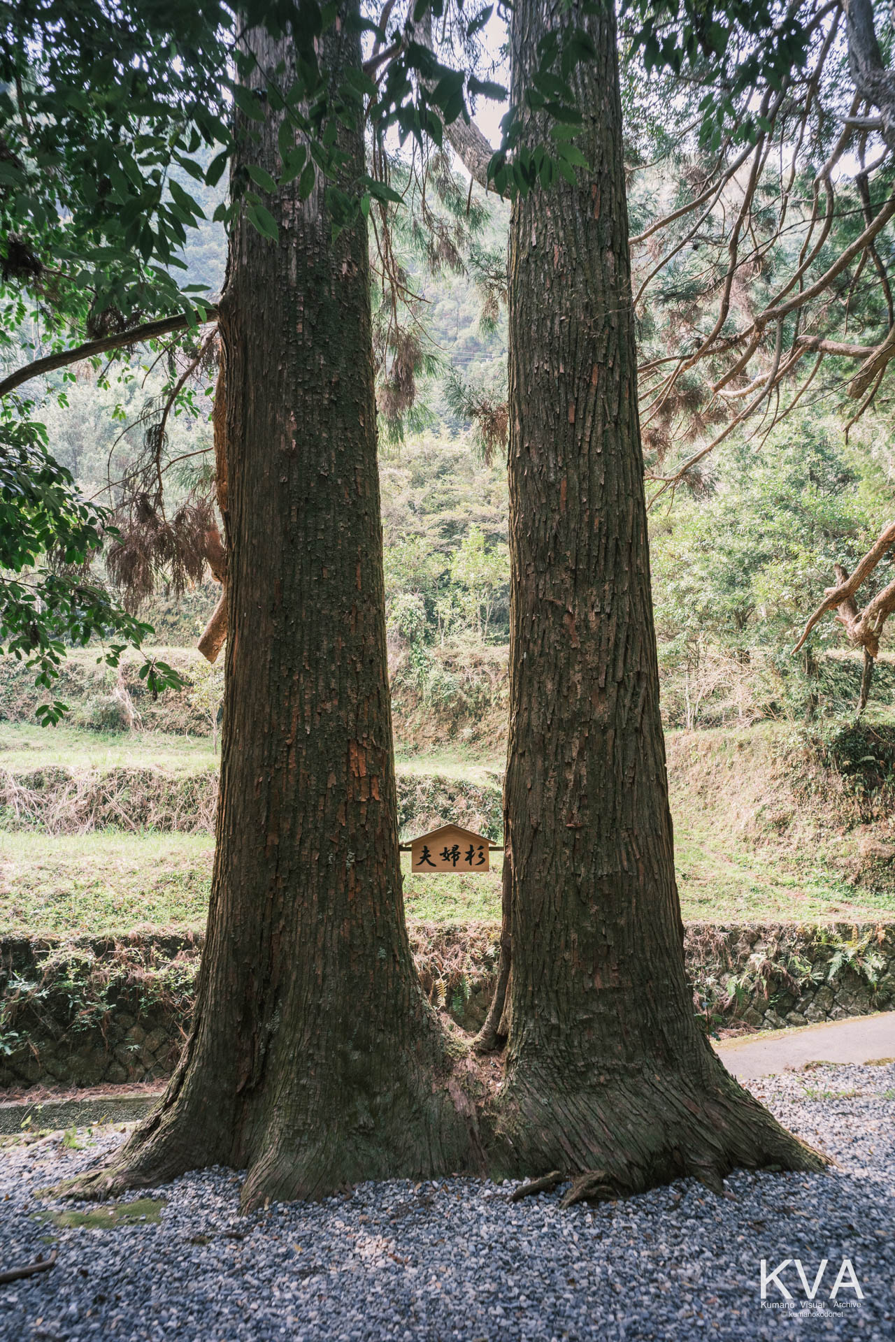 参道左側にそびえ立つ、絆を象徴する二本の大杉「夫婦杉」