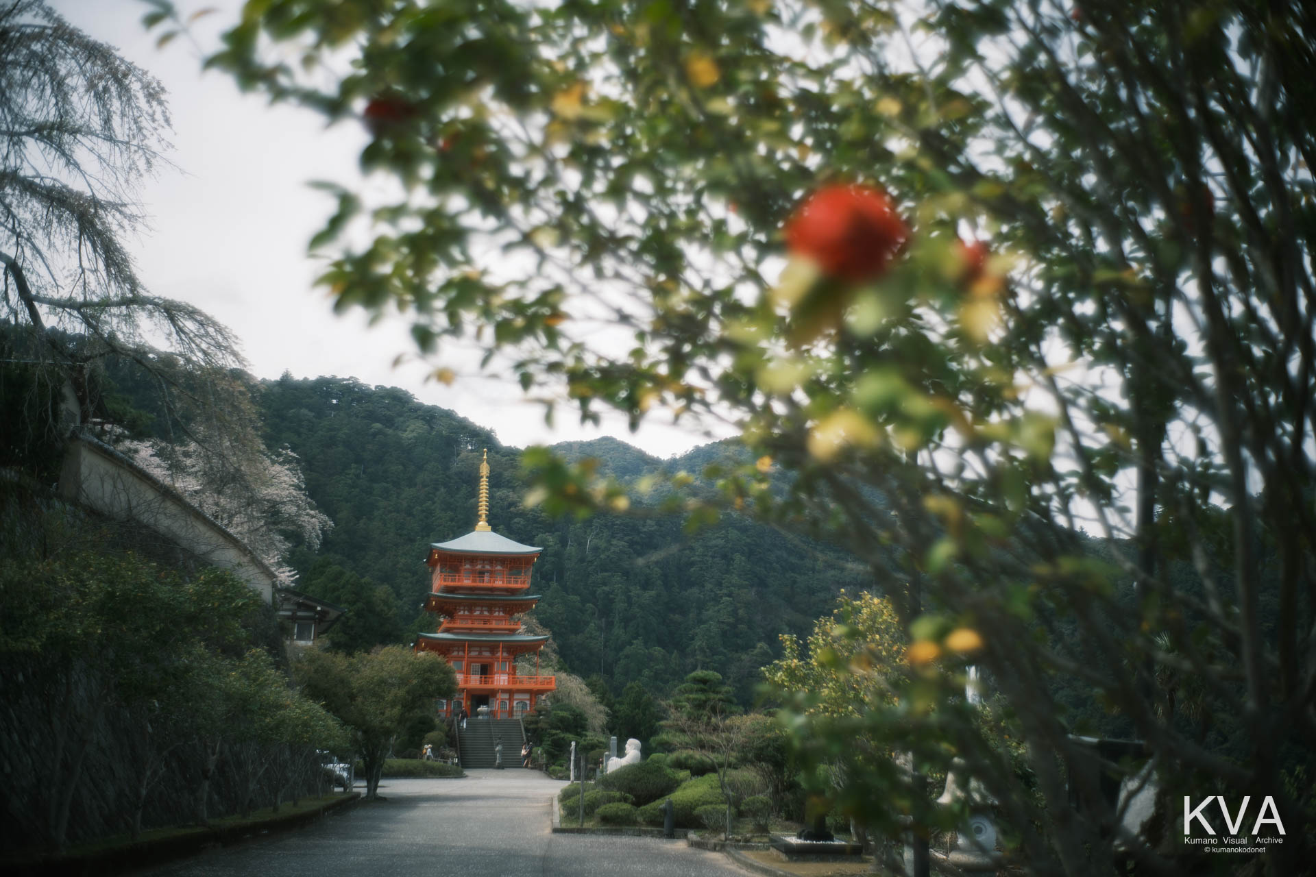 右上のツバキの枝越しに望む、青岸渡寺三重塔と那智の滝、原生林の遠景