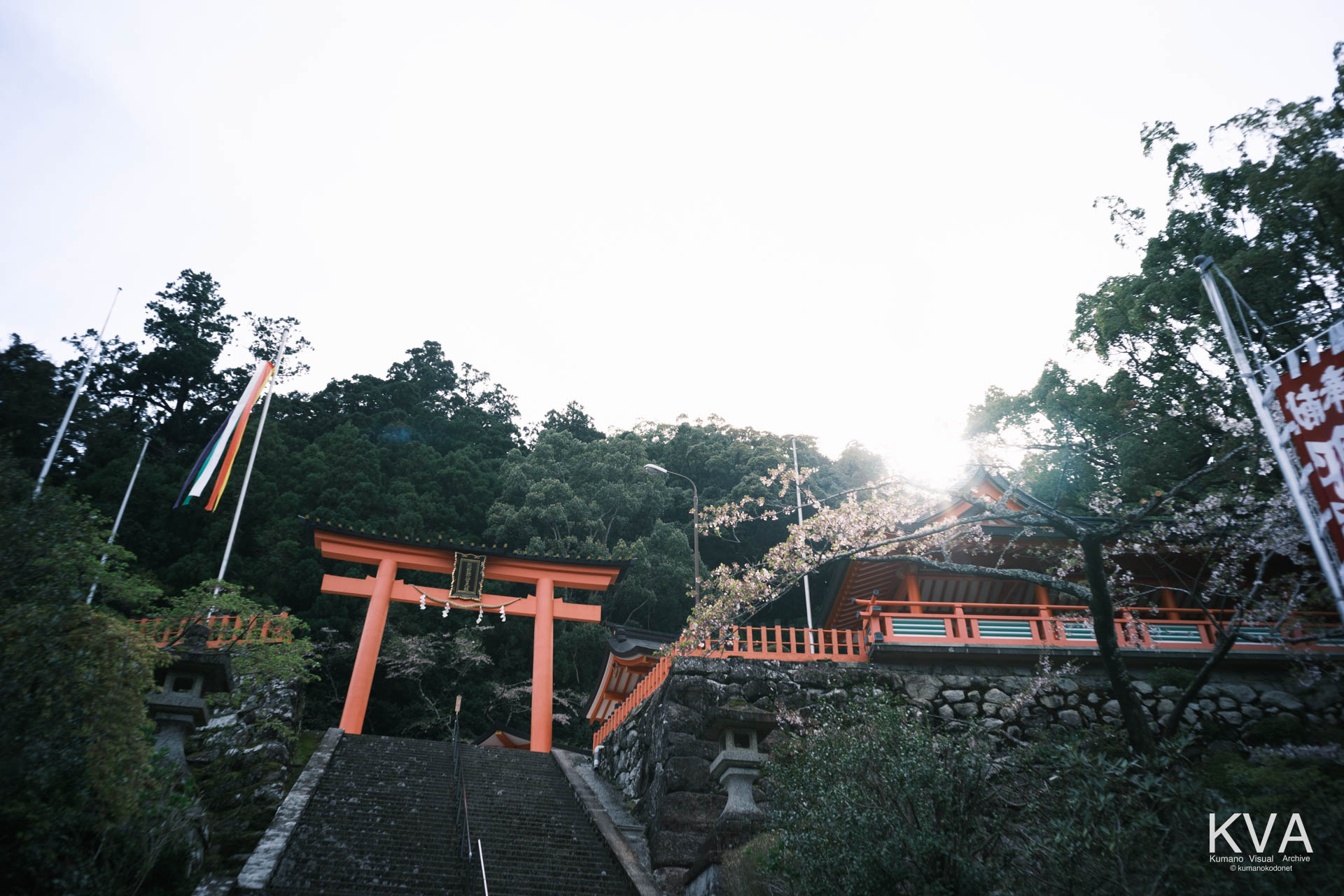 桜の枝越しに仰ぎ見る熊野那智大社の朱塗りの大鳥居と、背後の山並み
