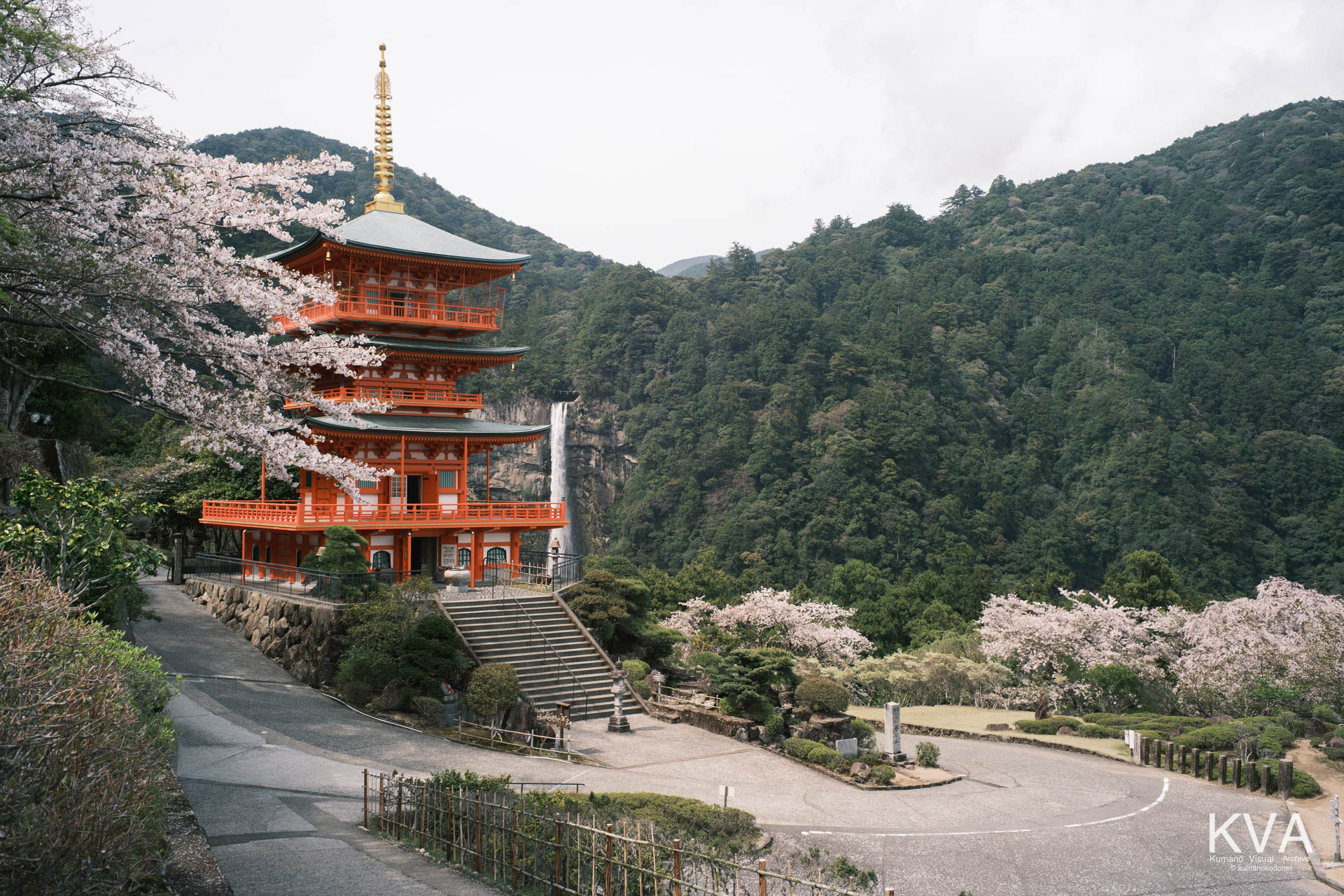 左側の桜越しに望む、原生林と青岸渡寺三重塔、那智の滝