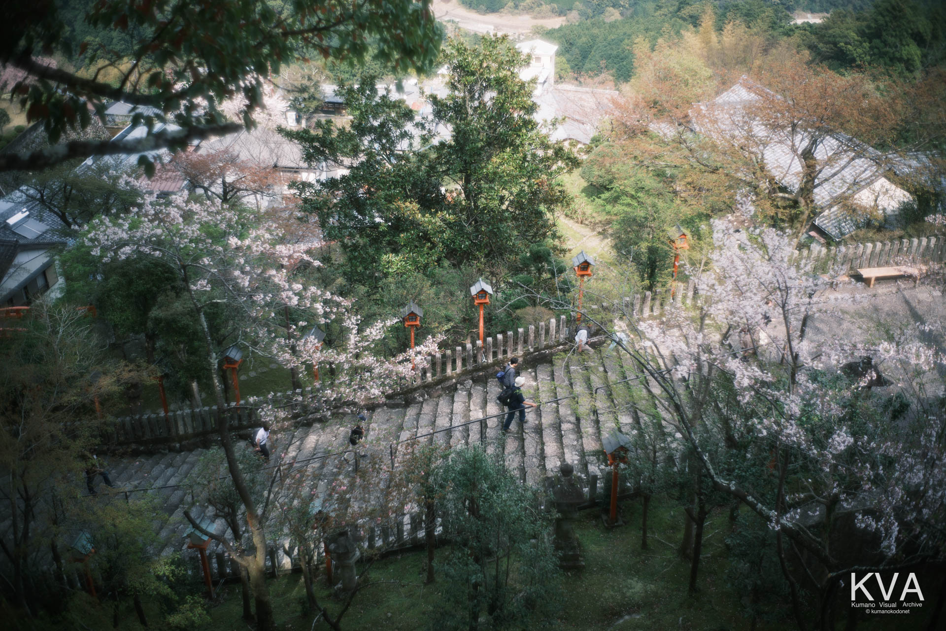 桜に囲まれた参道の石段を見下ろす景観、赤い灯籠と登る参拝者