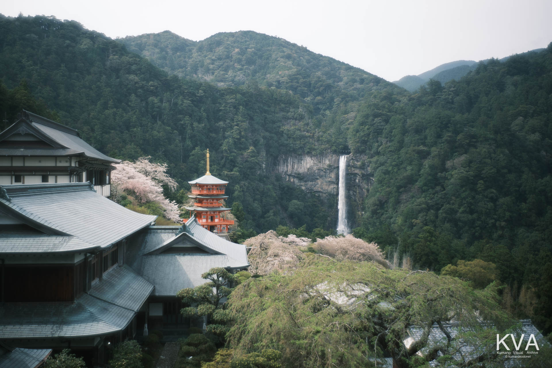 三重塔と那智の滝と桜、青岸渡寺東屋の遠景