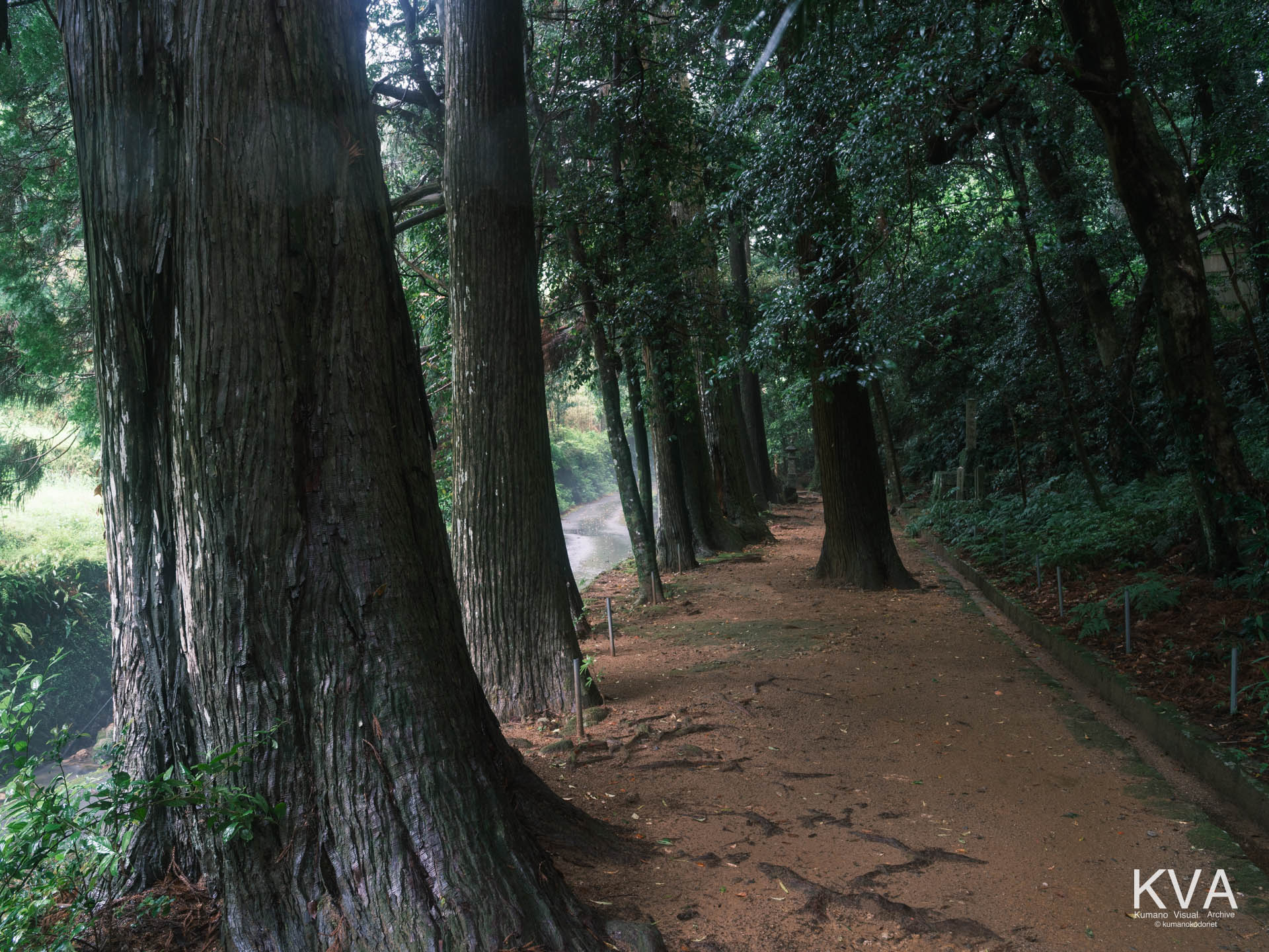 杉木立が立ち並ぶ参道